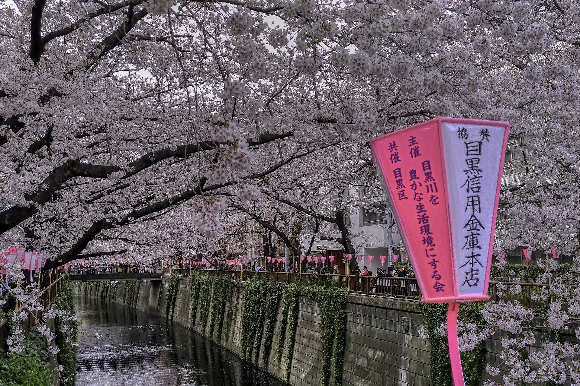 Hanami per le strade di Meguro