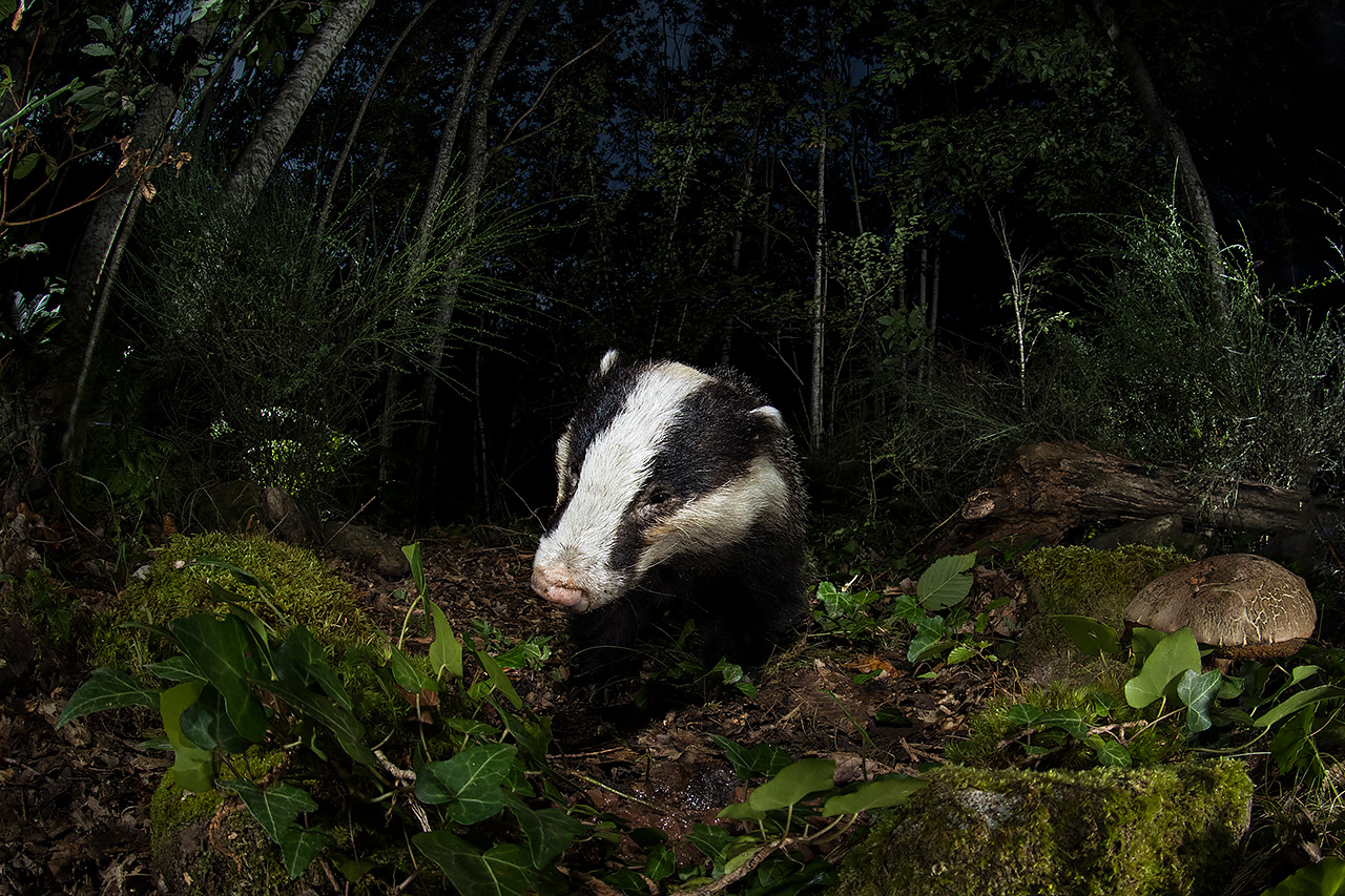 The Badger