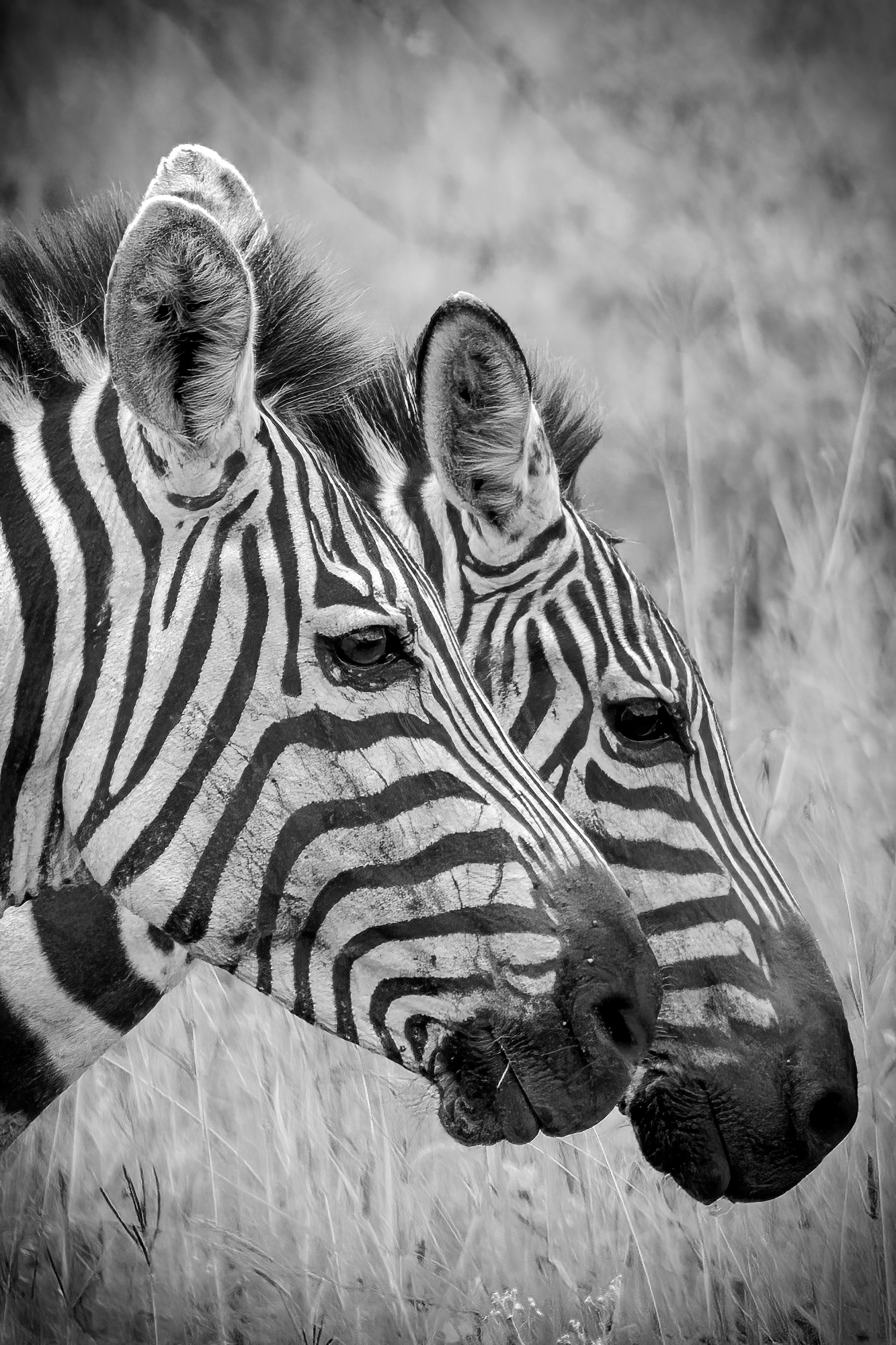 Zebra twins (b&w)