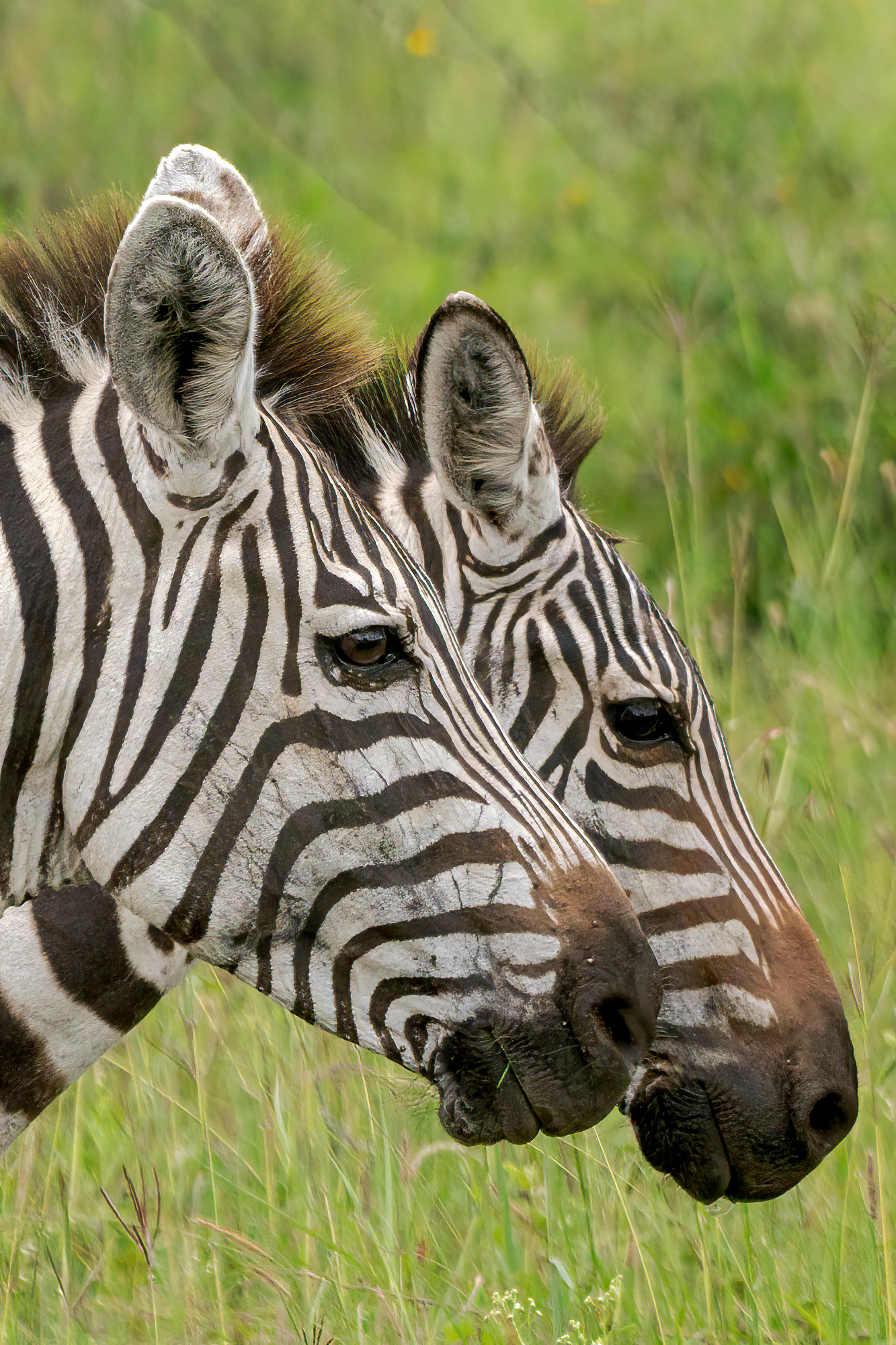 Zebra twins