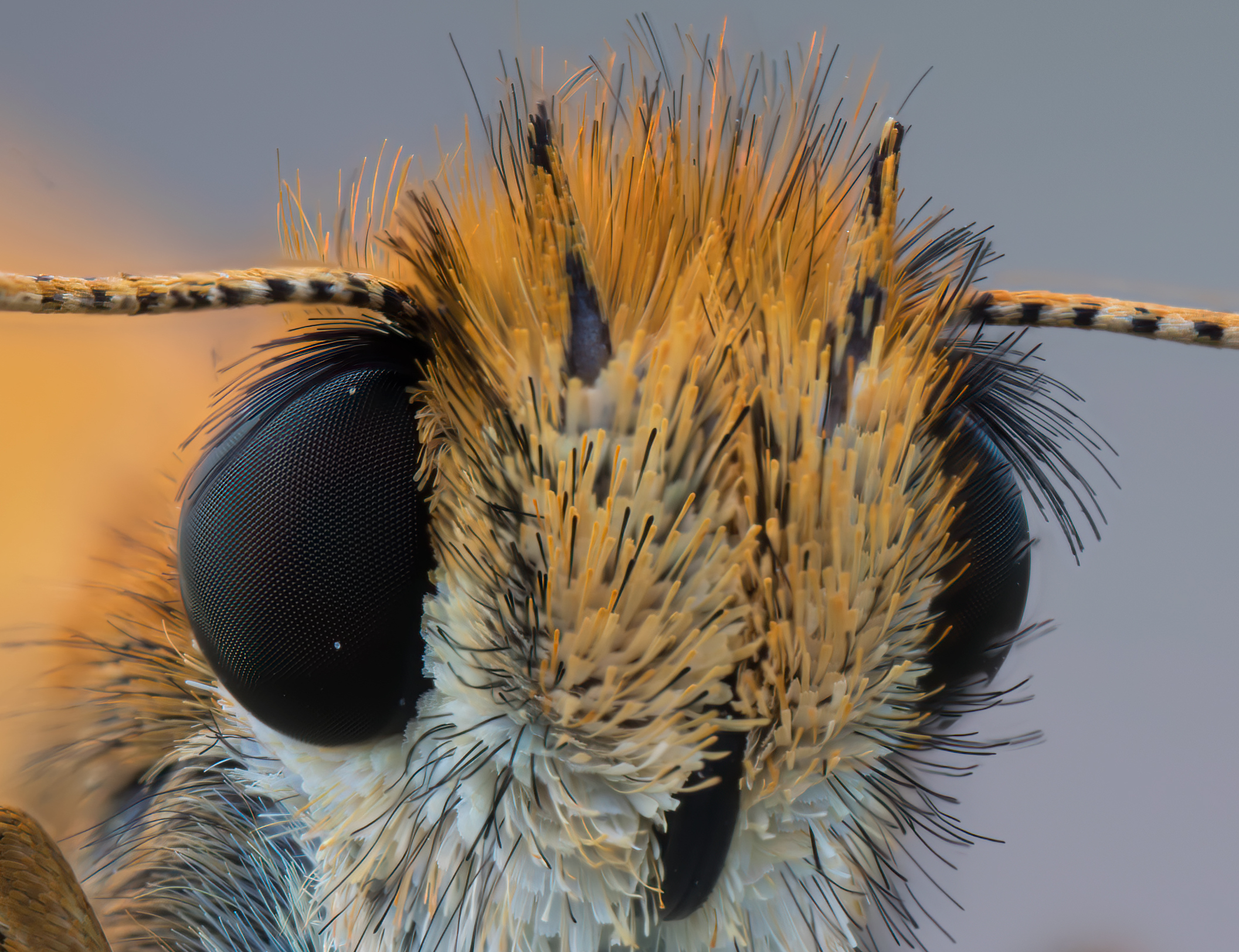 Thymelicus lineola-dettaglio occhi