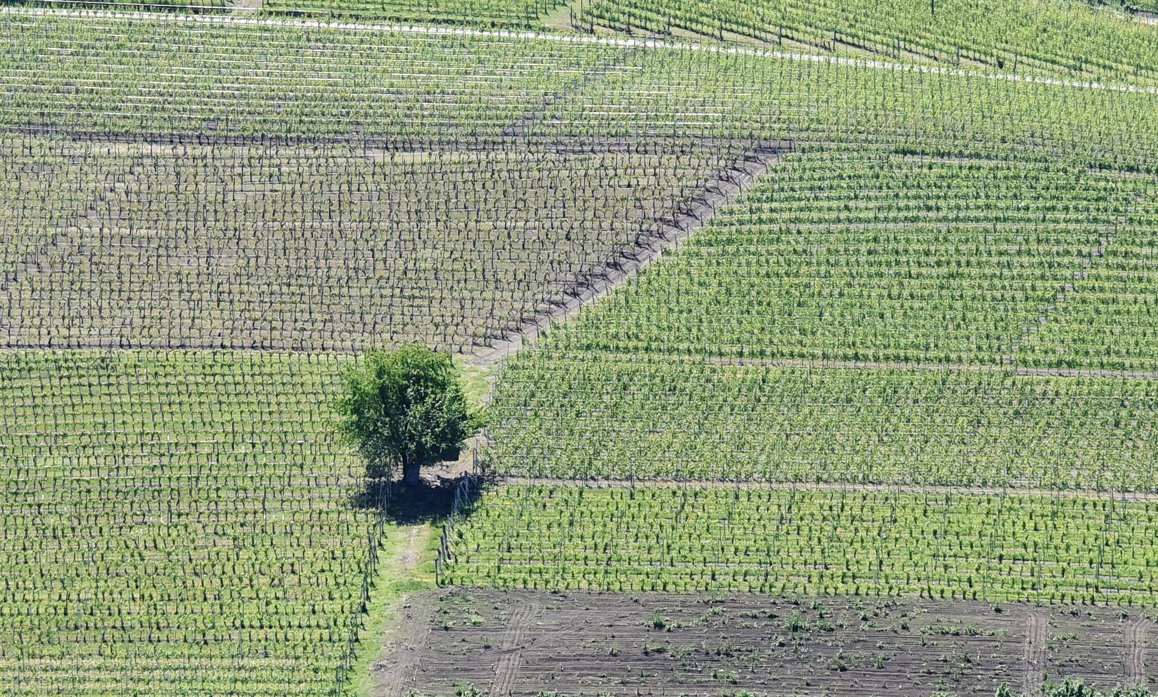 la vigna di barolo