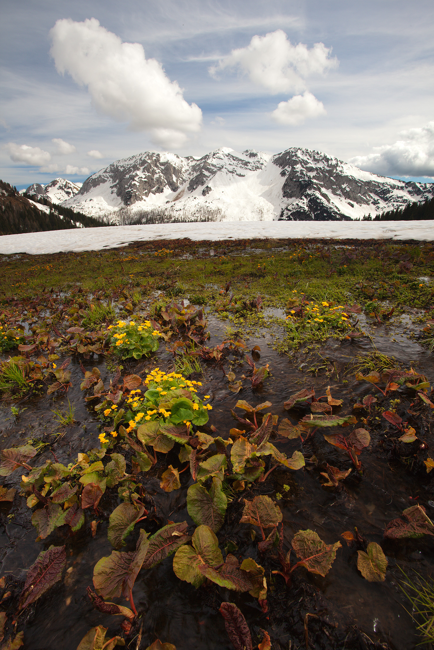 Caltha palustris
