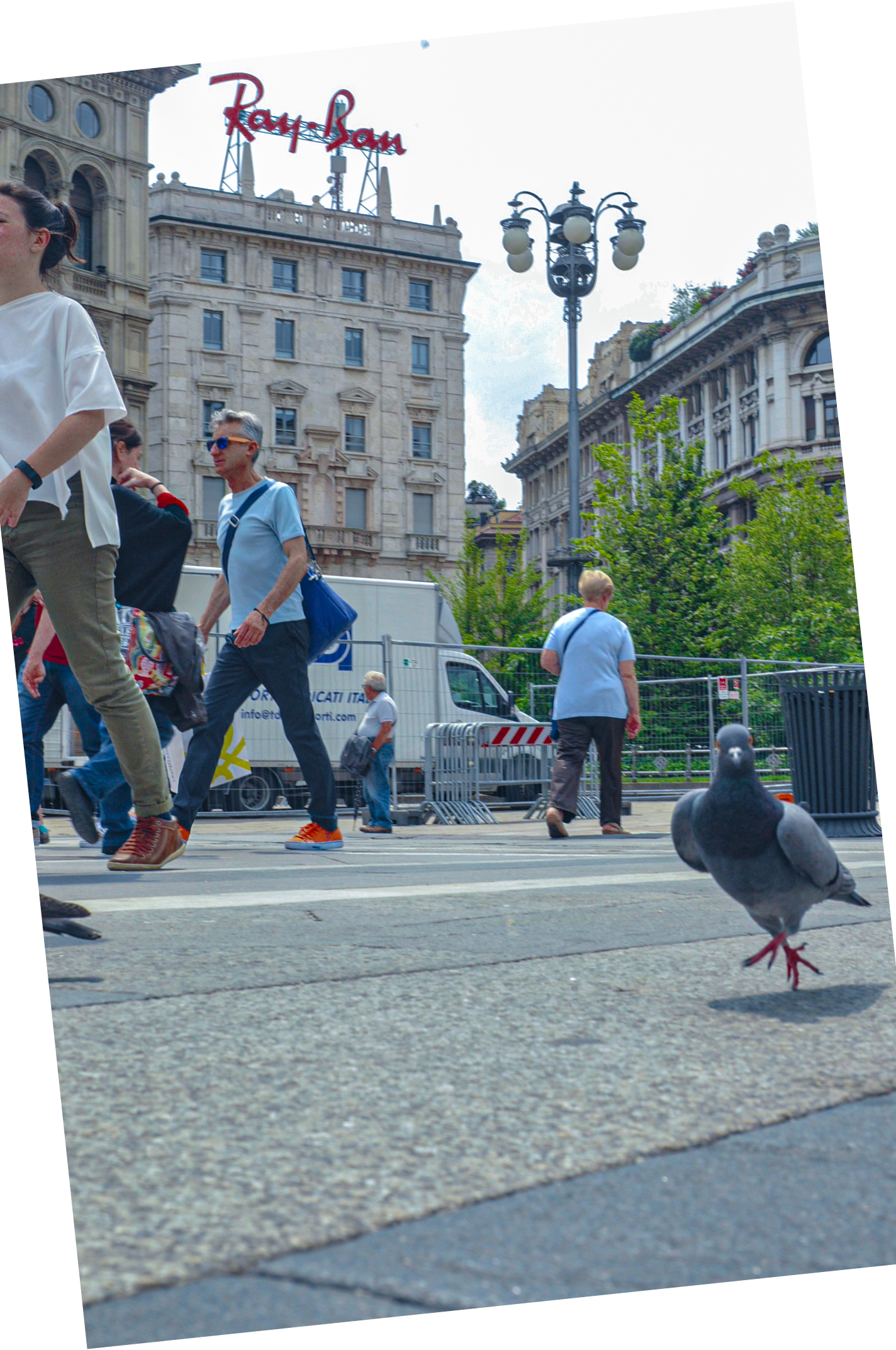 walking pigeon