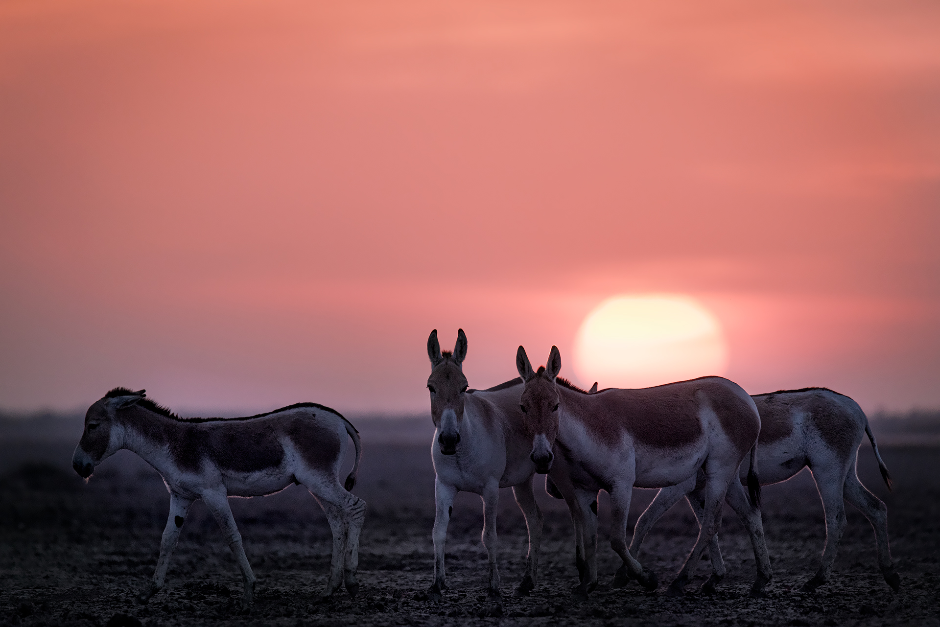 Asini selvatici asiatici al tramonto