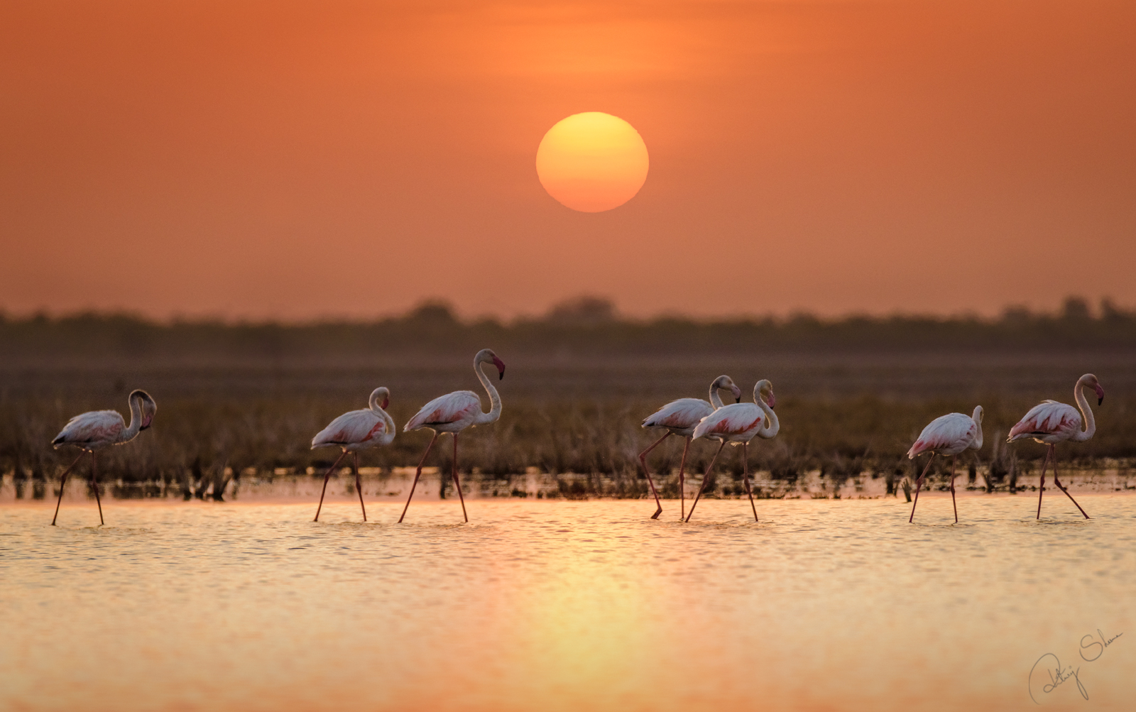 Fenicotteri maggiori al tramonto