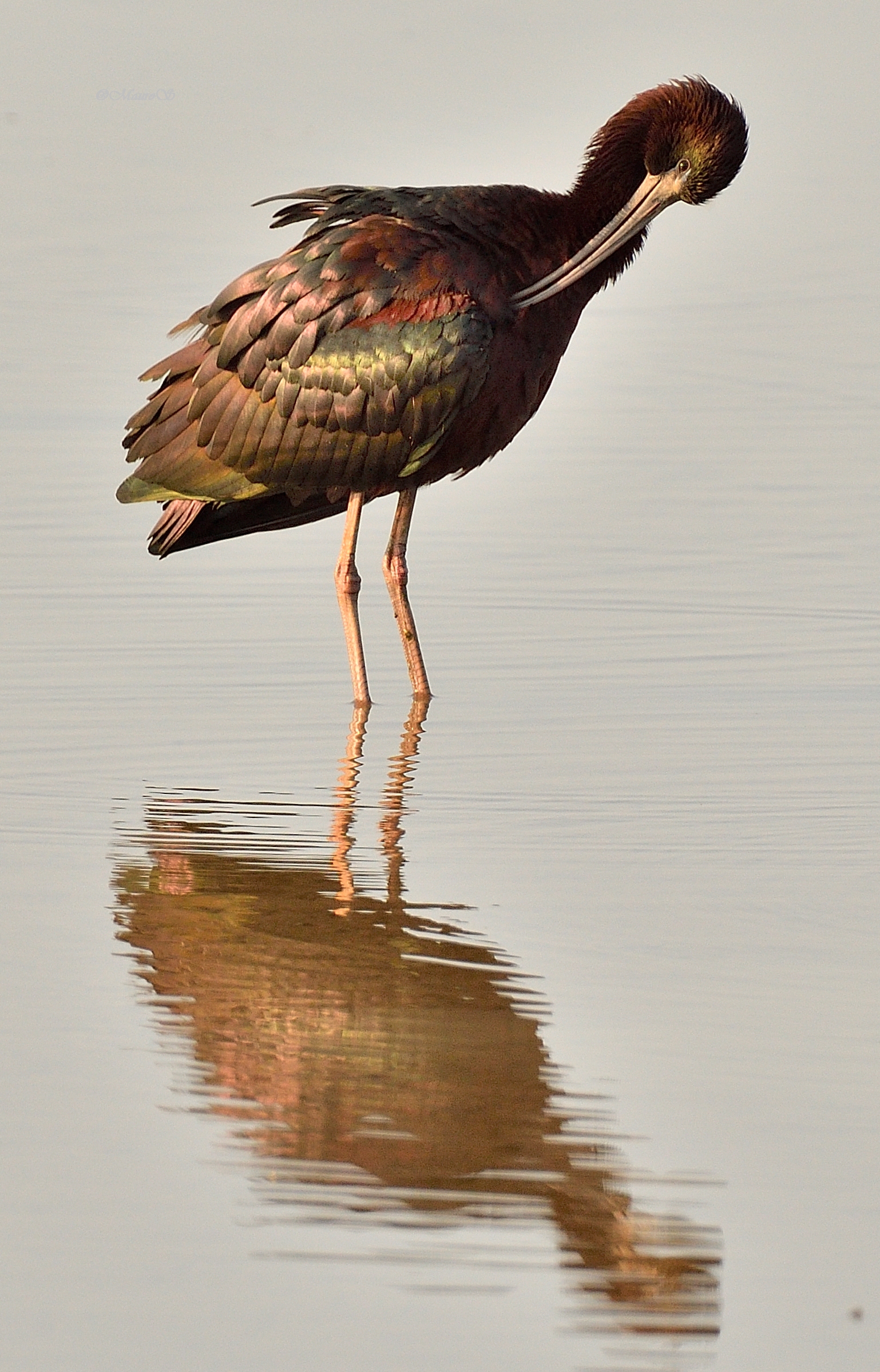 glossy ibis