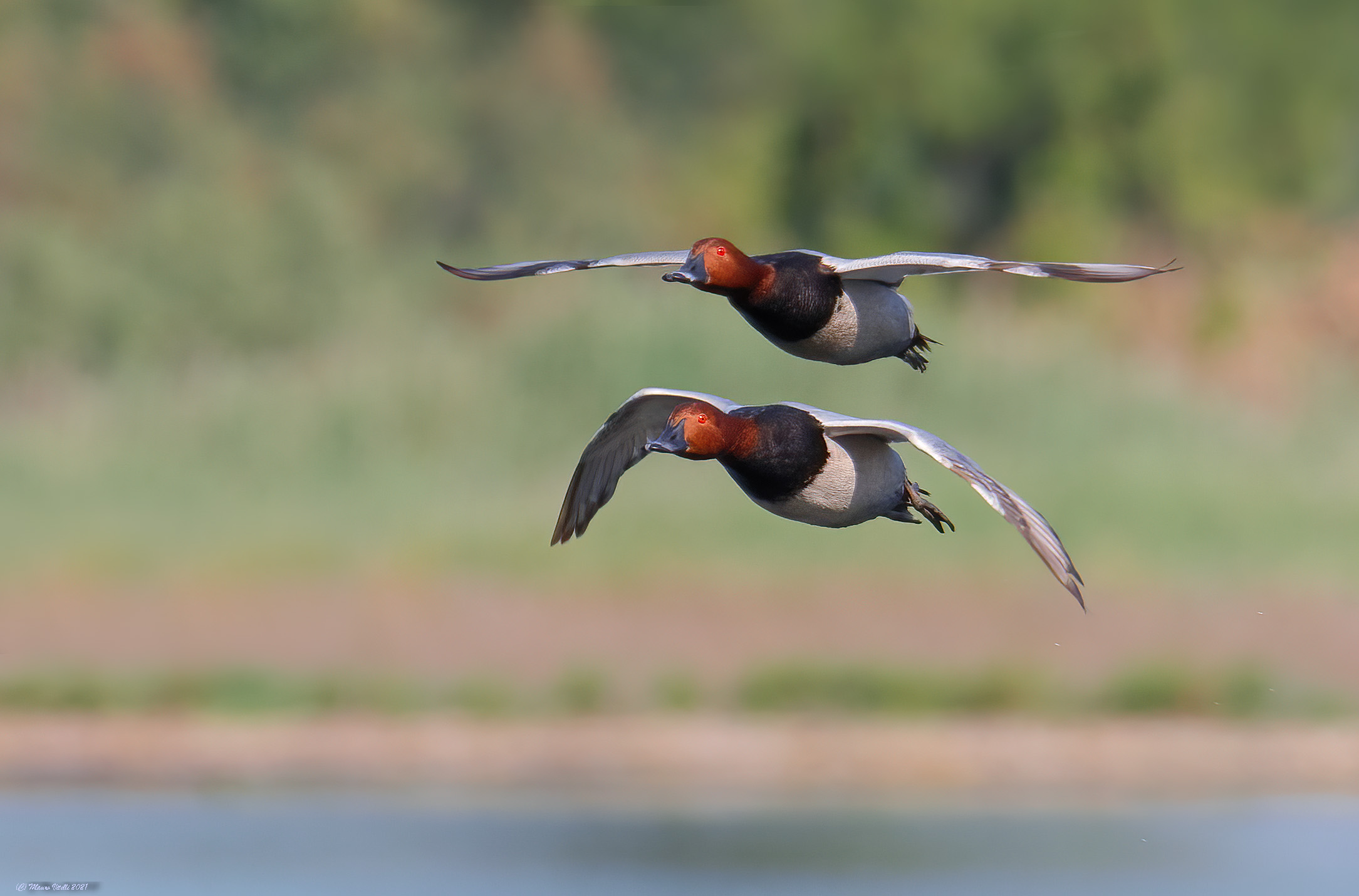 Moriglione (Aythya ferina)