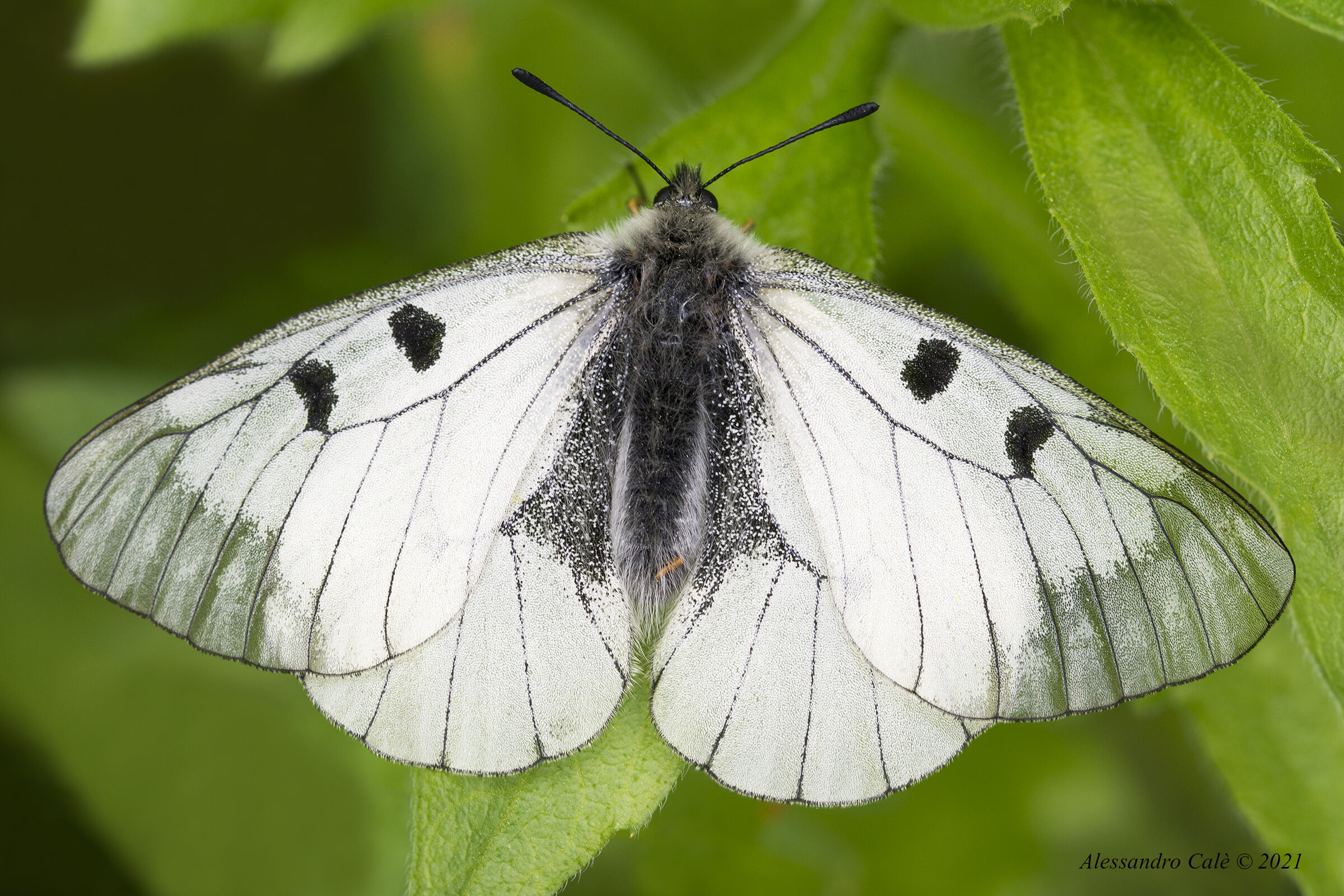 Parnassius mnemosyne 2489