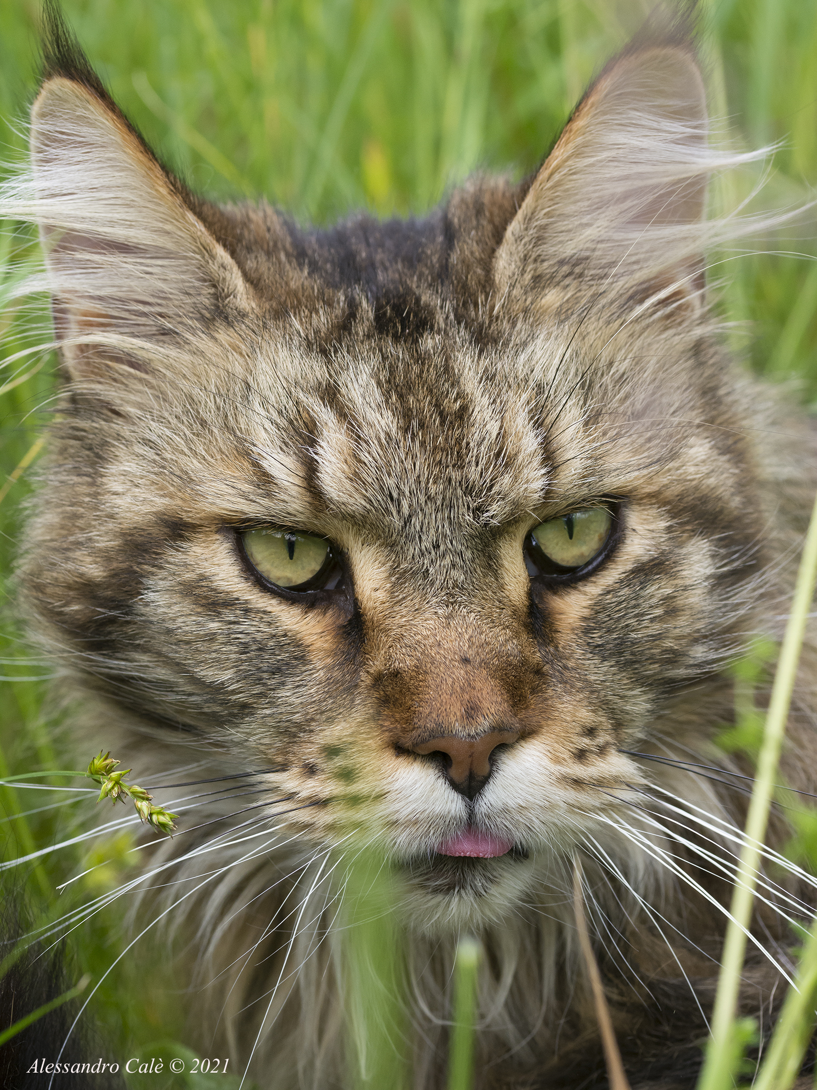 ...quasi una lince! 2535