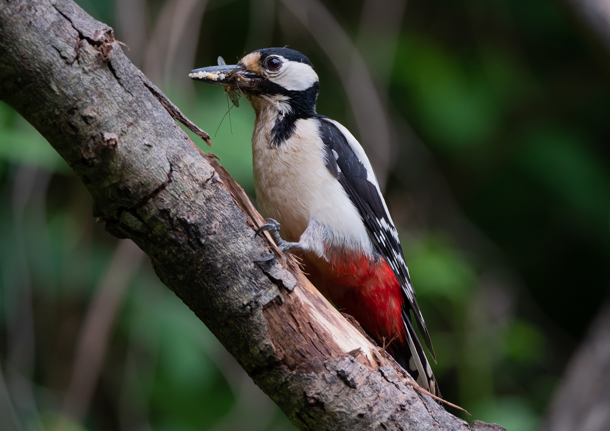 Today rich dish for the little ones.