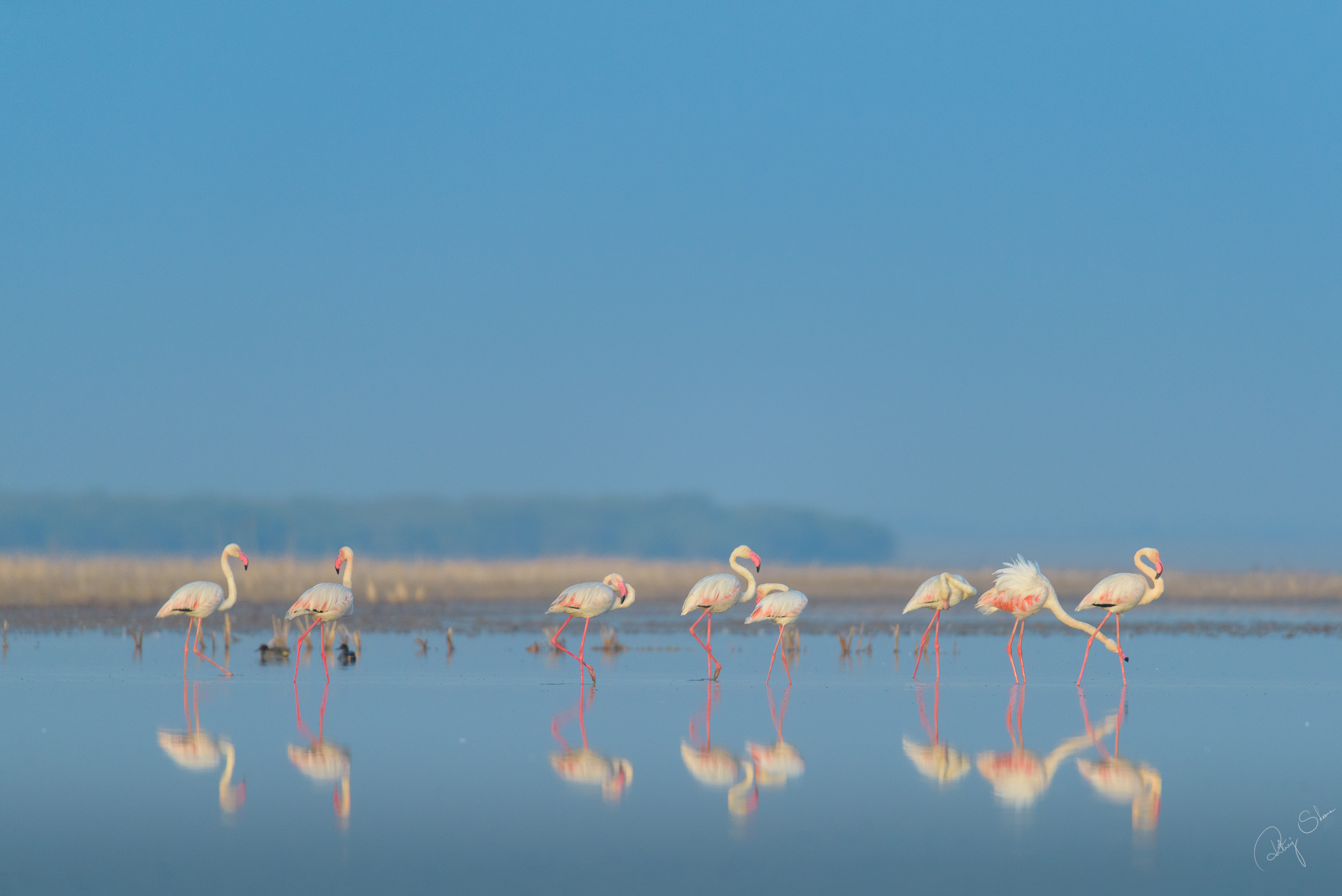 Fenicotteri maggiori