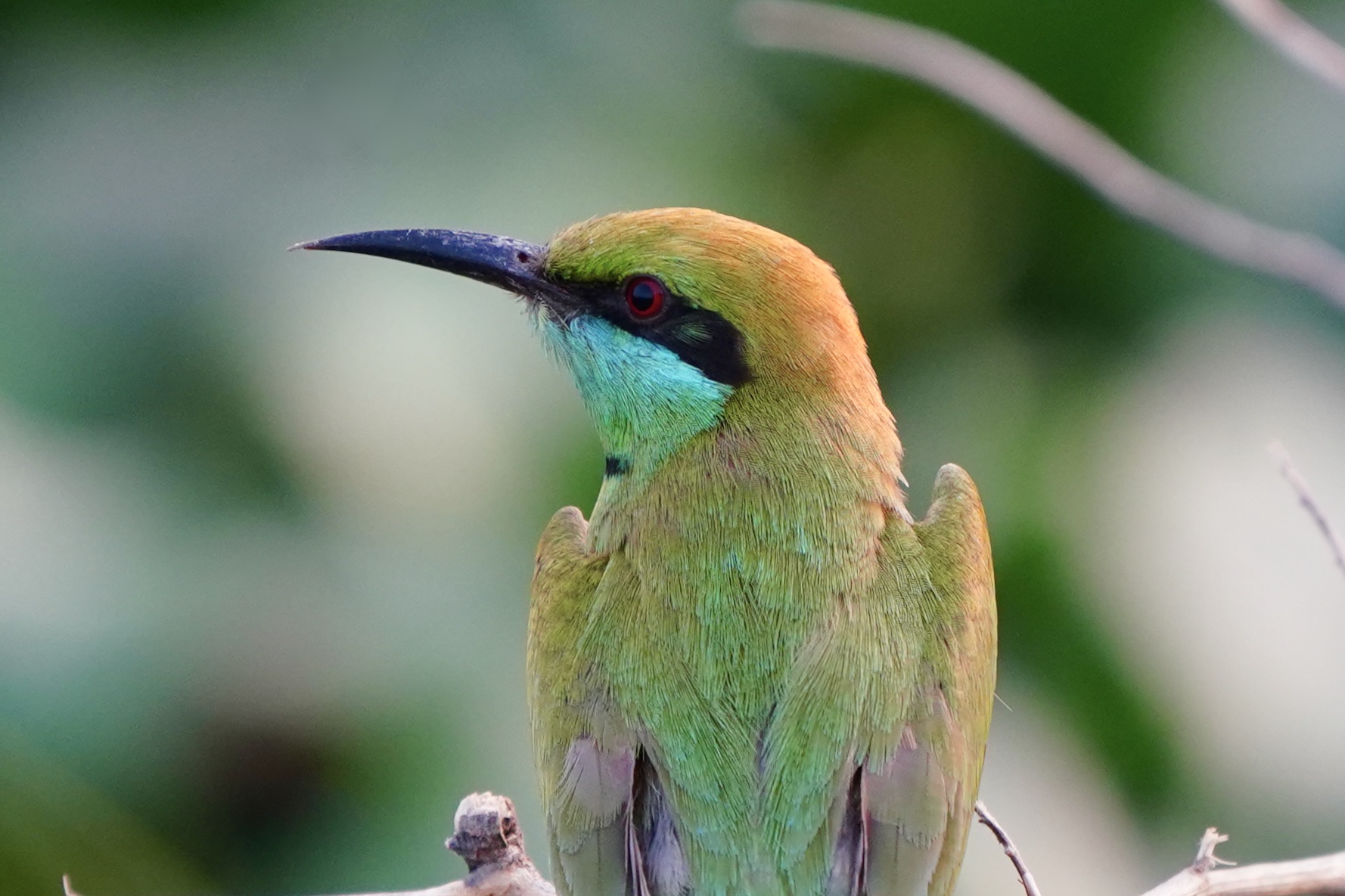 Green bee eater portrait