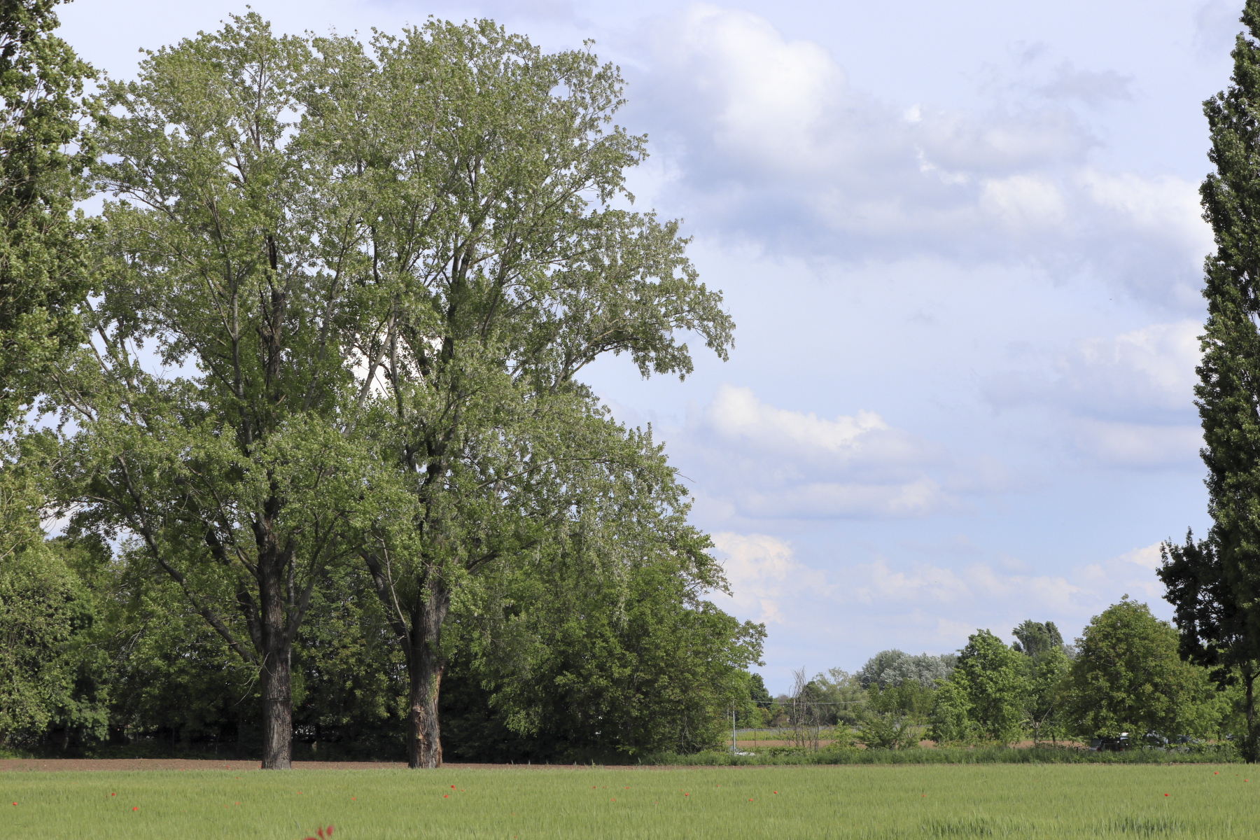 Cielo incorniciato tra gli alberi