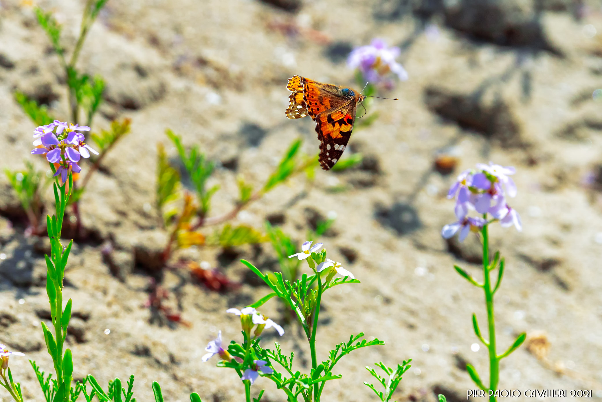 Flying on the dune