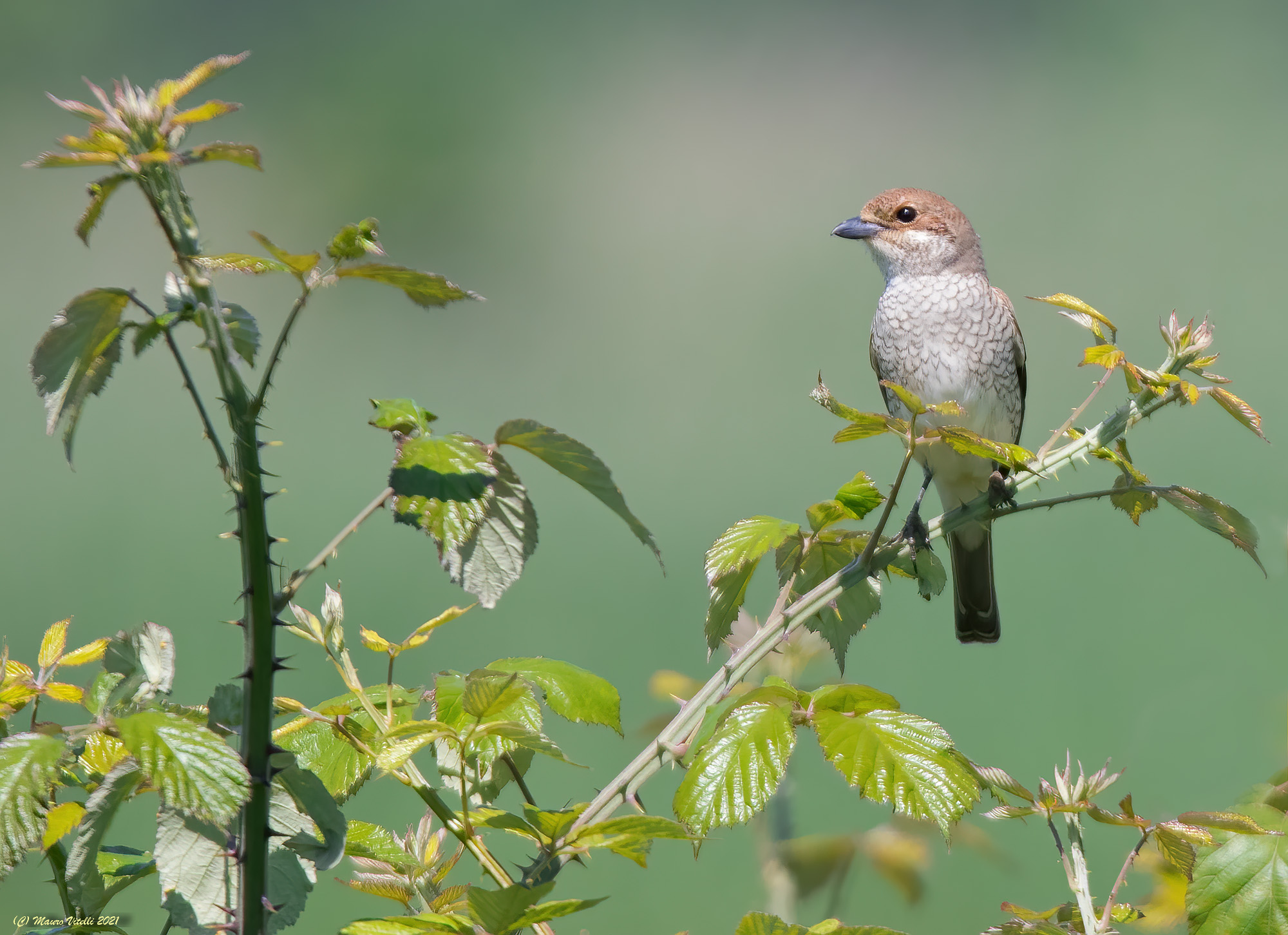 Averla piccola (Lanius collurio) femmina