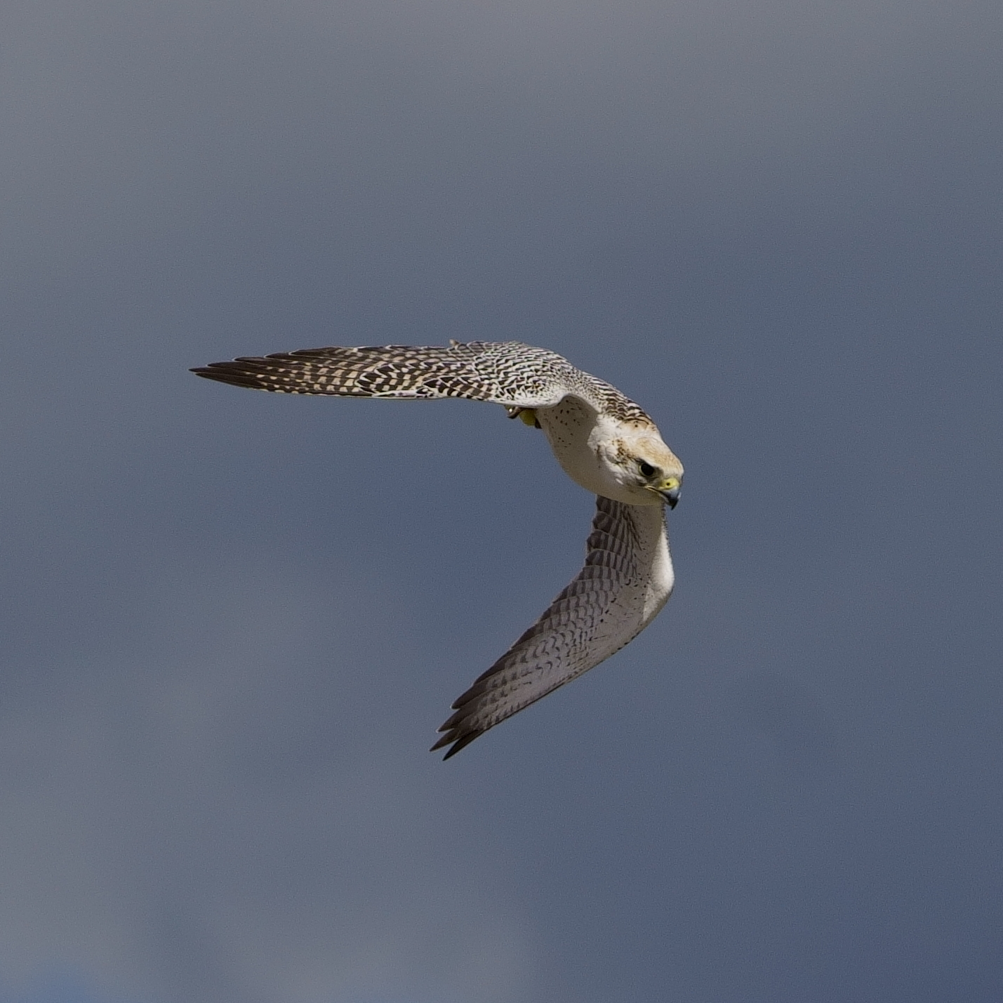 Falco rusticolus - Girofalco
