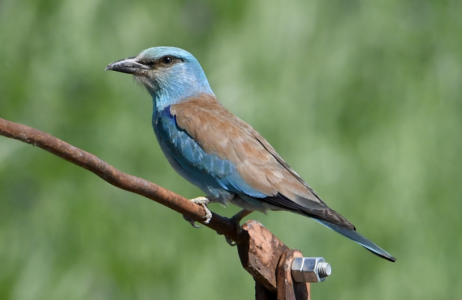 Sea jay