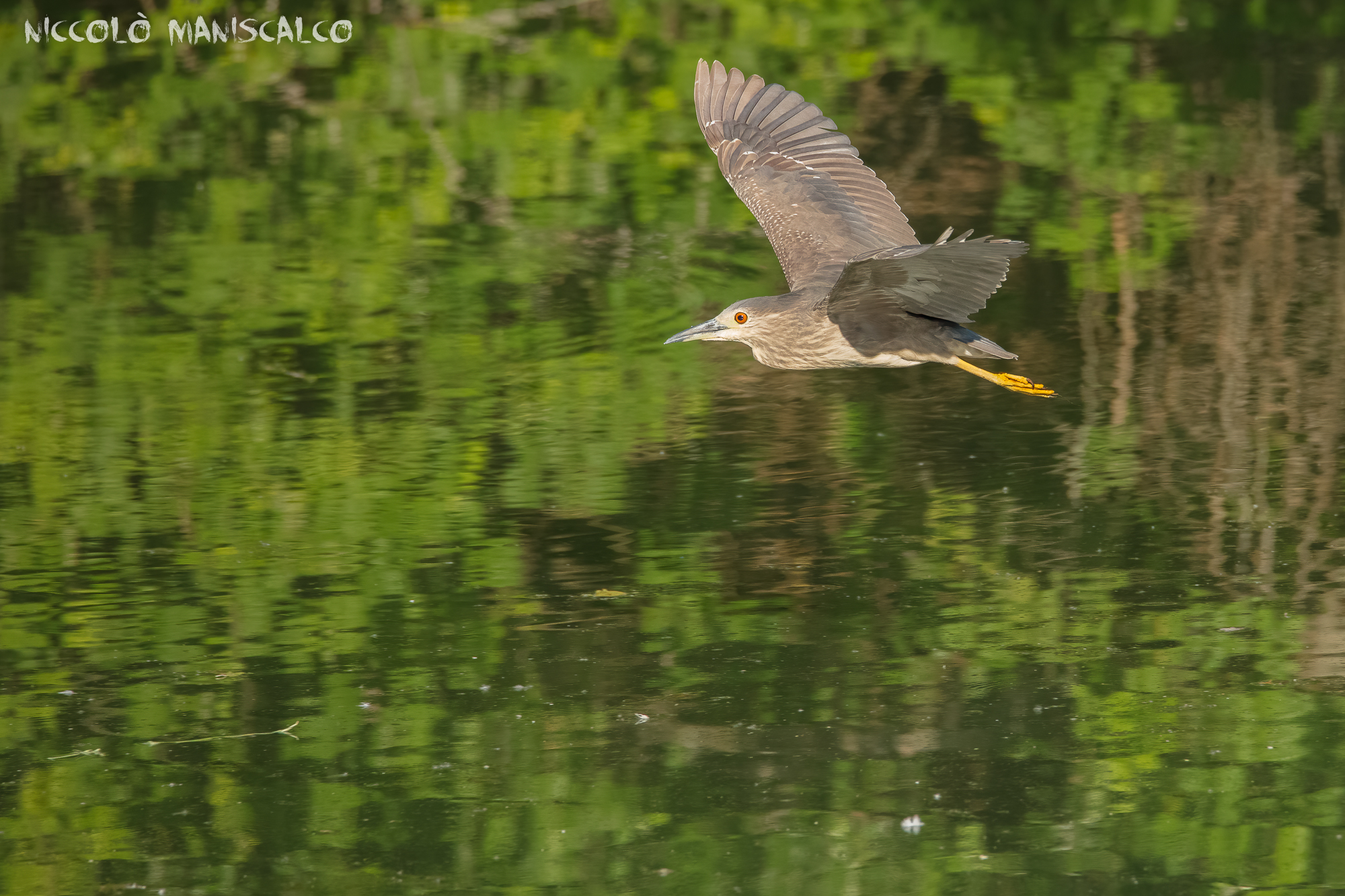 Planare Sopra Un Verde Acquerello