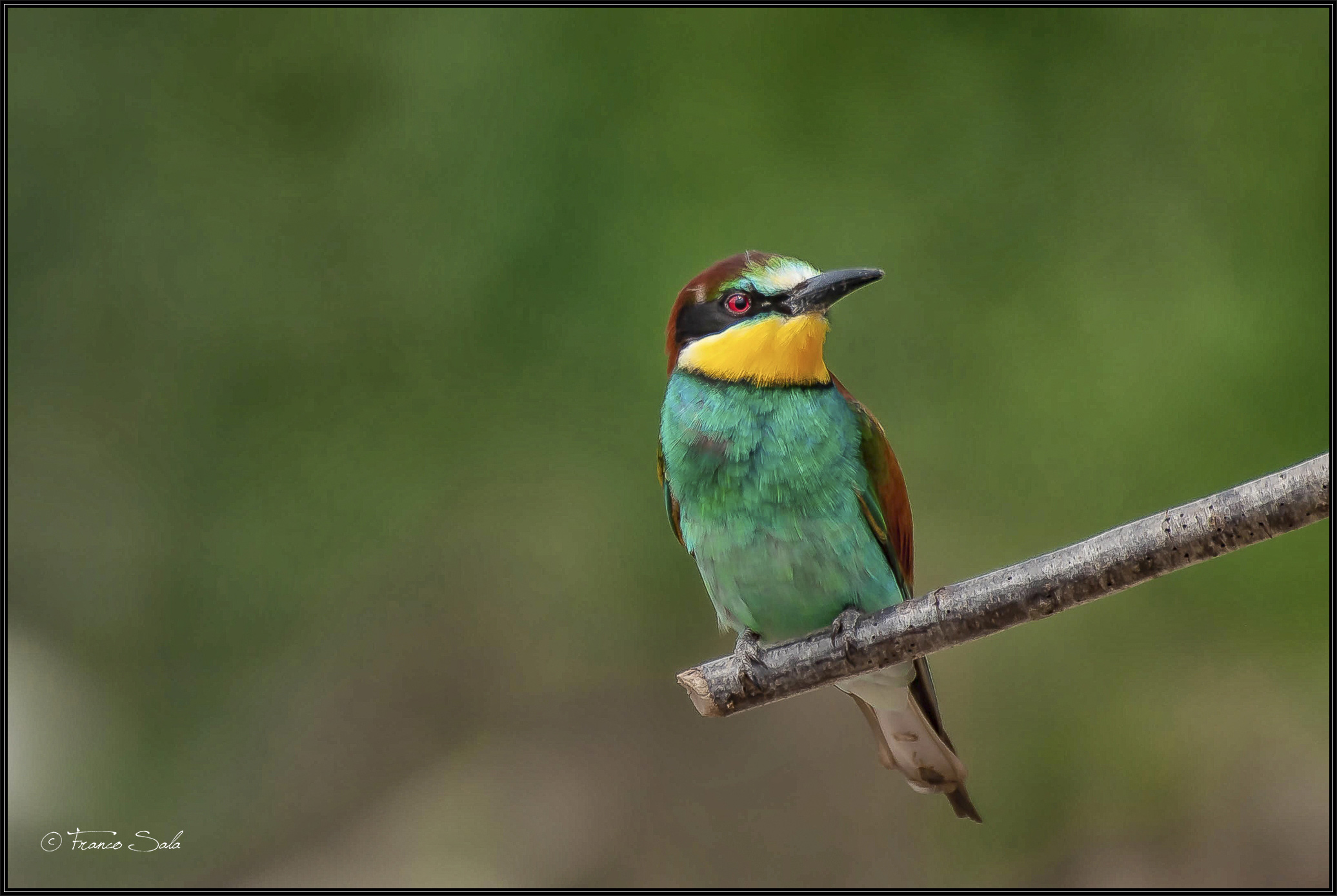 Gruccione sul Ticino