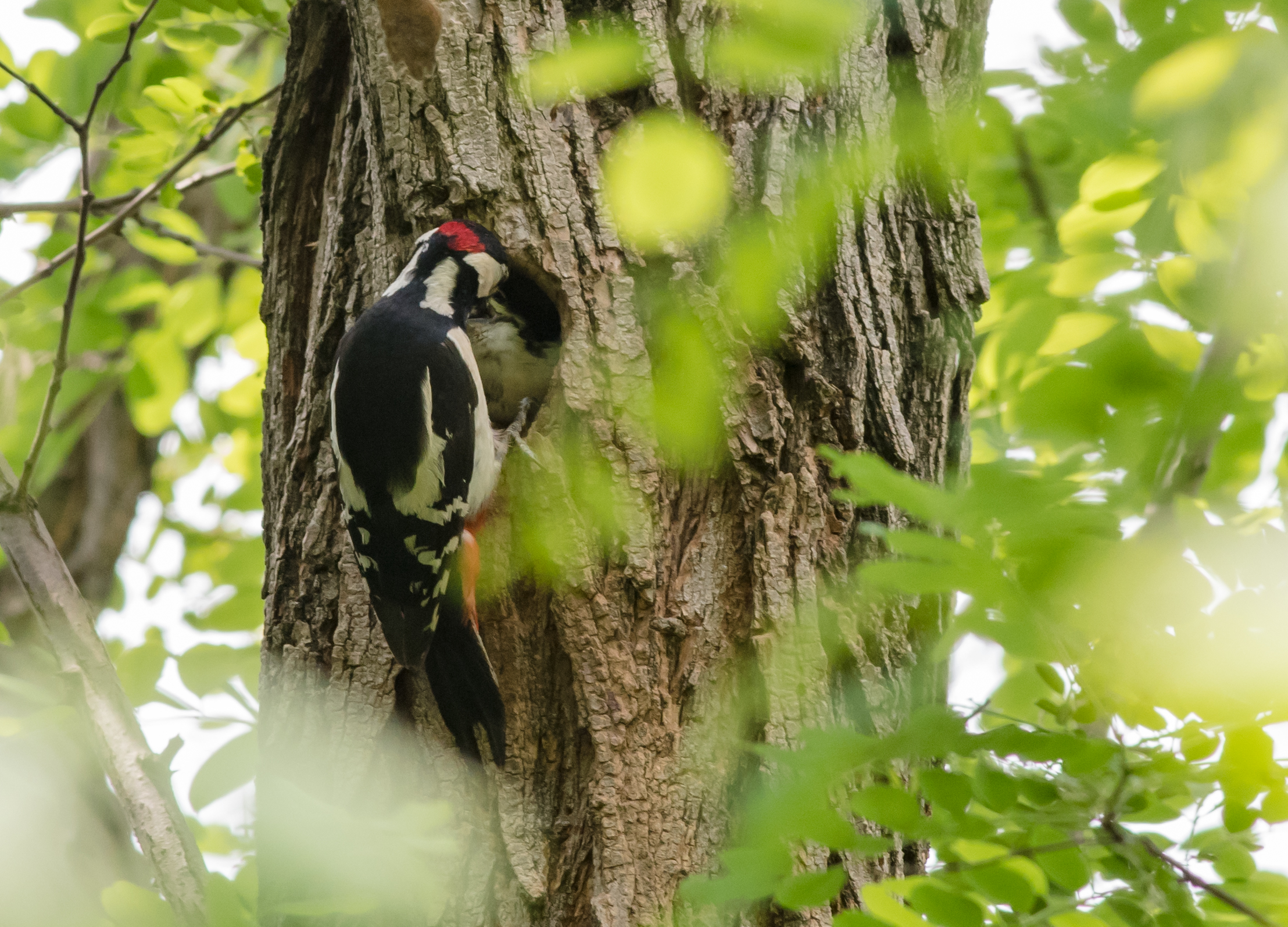 Picchio rosso maggiore
