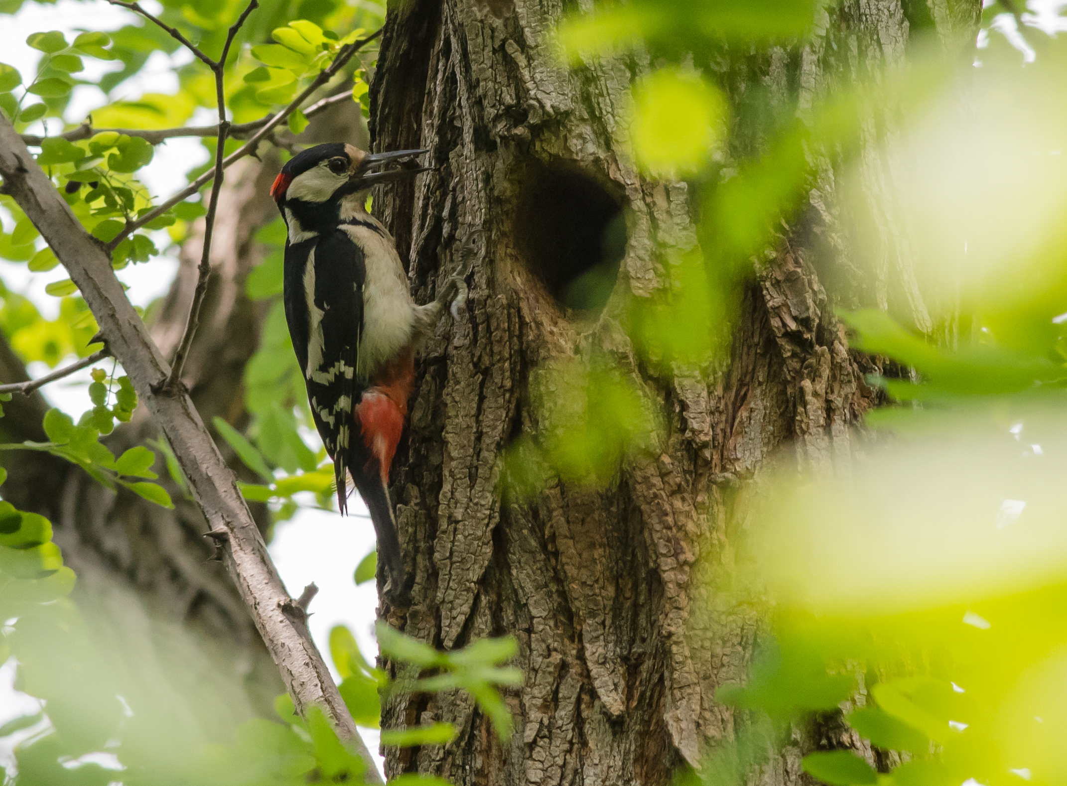 Picchio rosso maggiore
