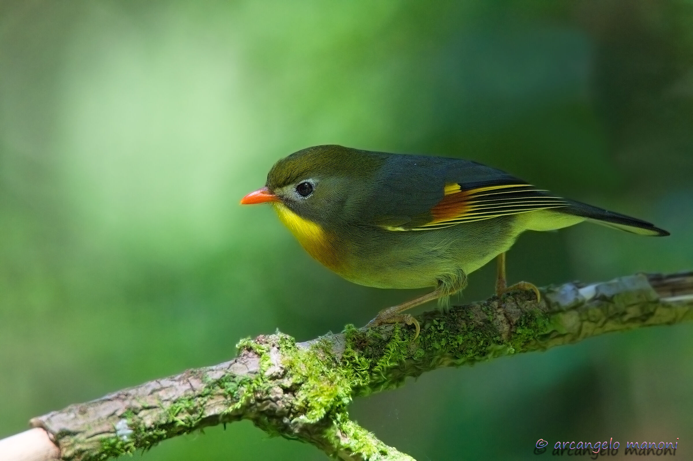 Comes out of the dark scenes of the undergrowth, Leiothrix l...