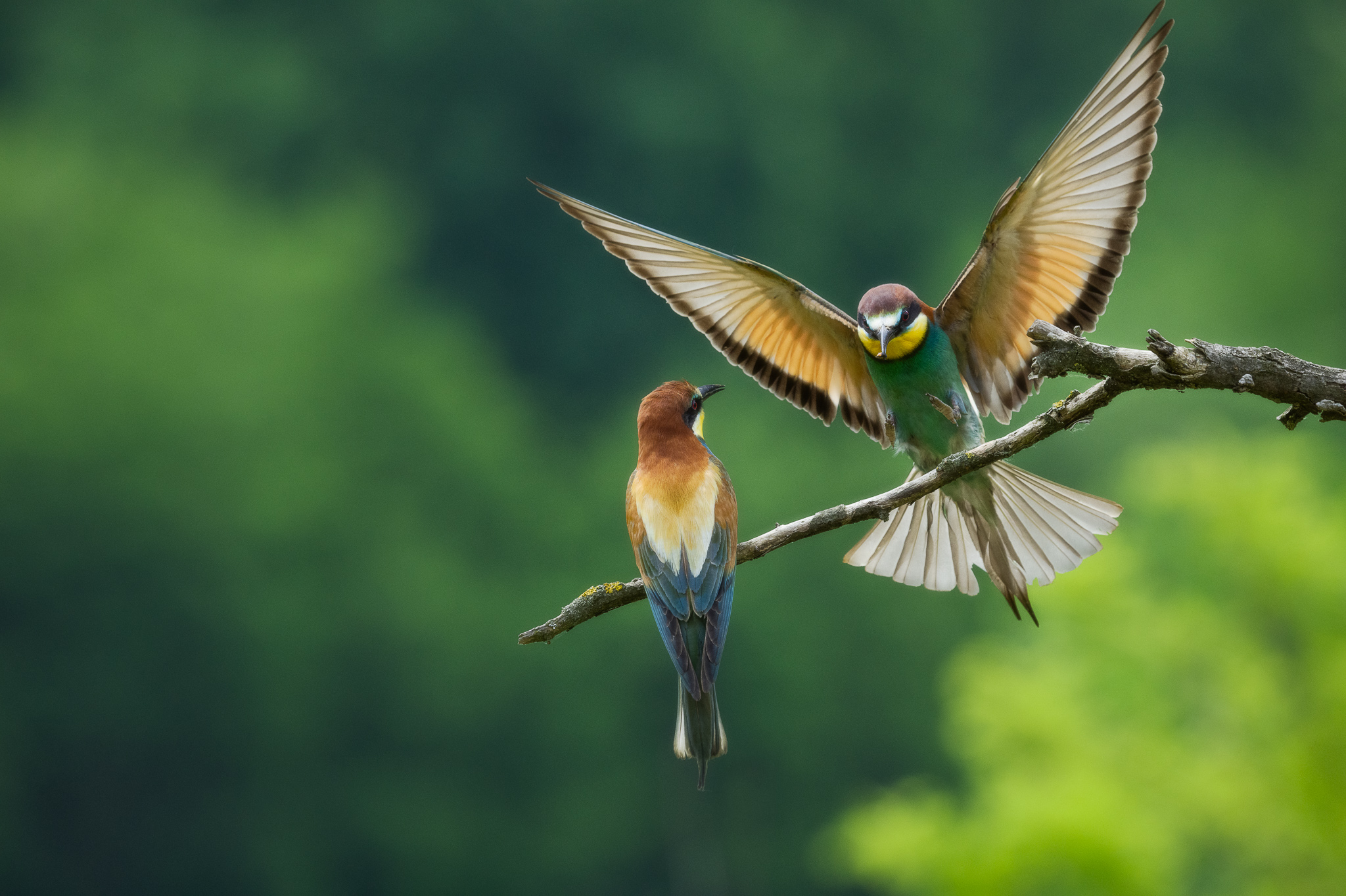 Gruccioni - Wikipedia