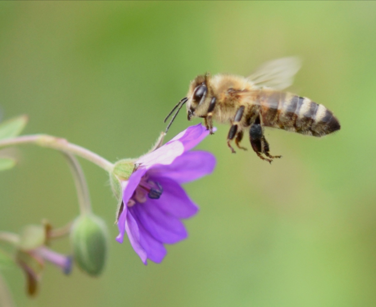 Bee in flight