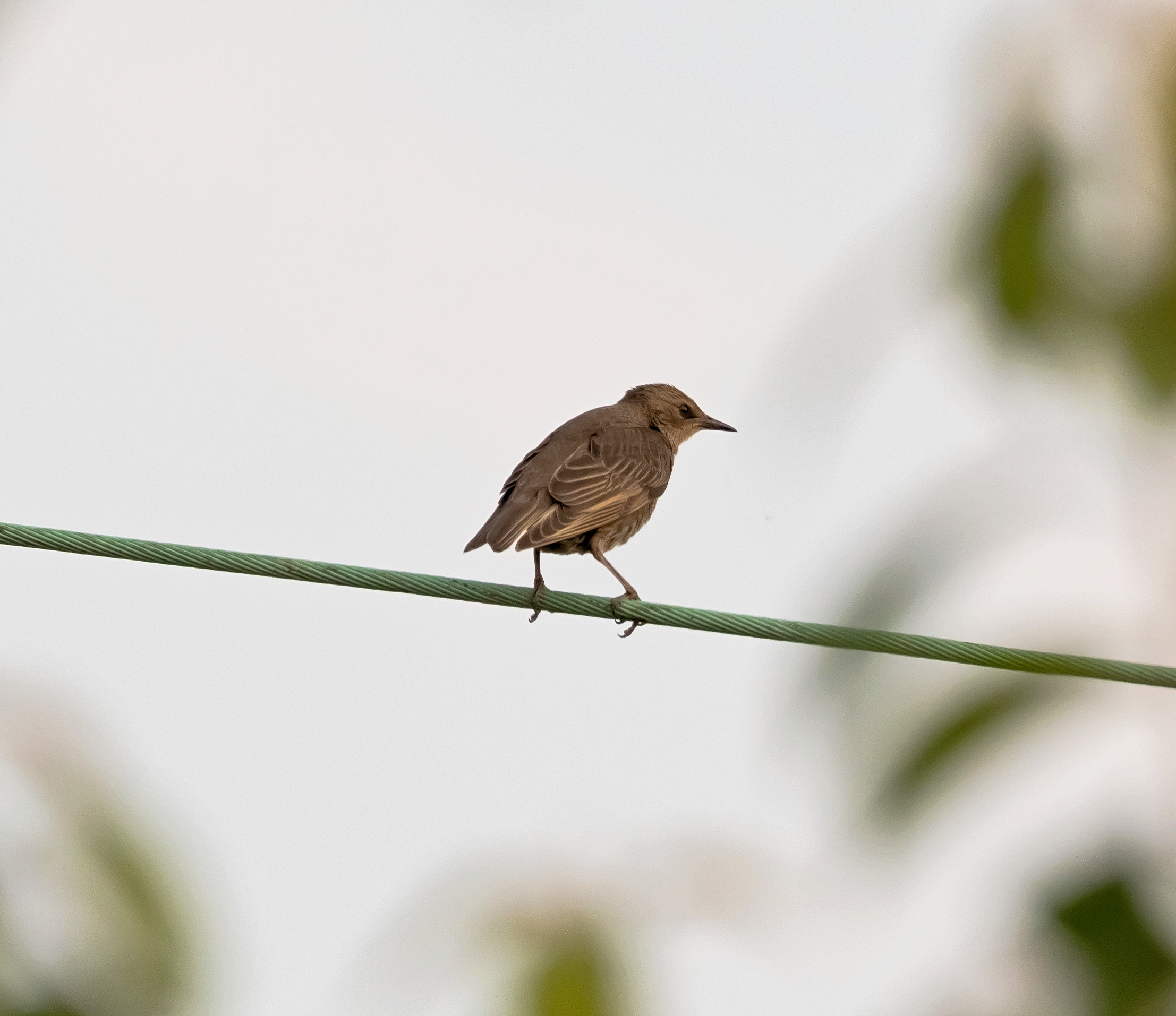 Female starling on electric cable 1/06/2021