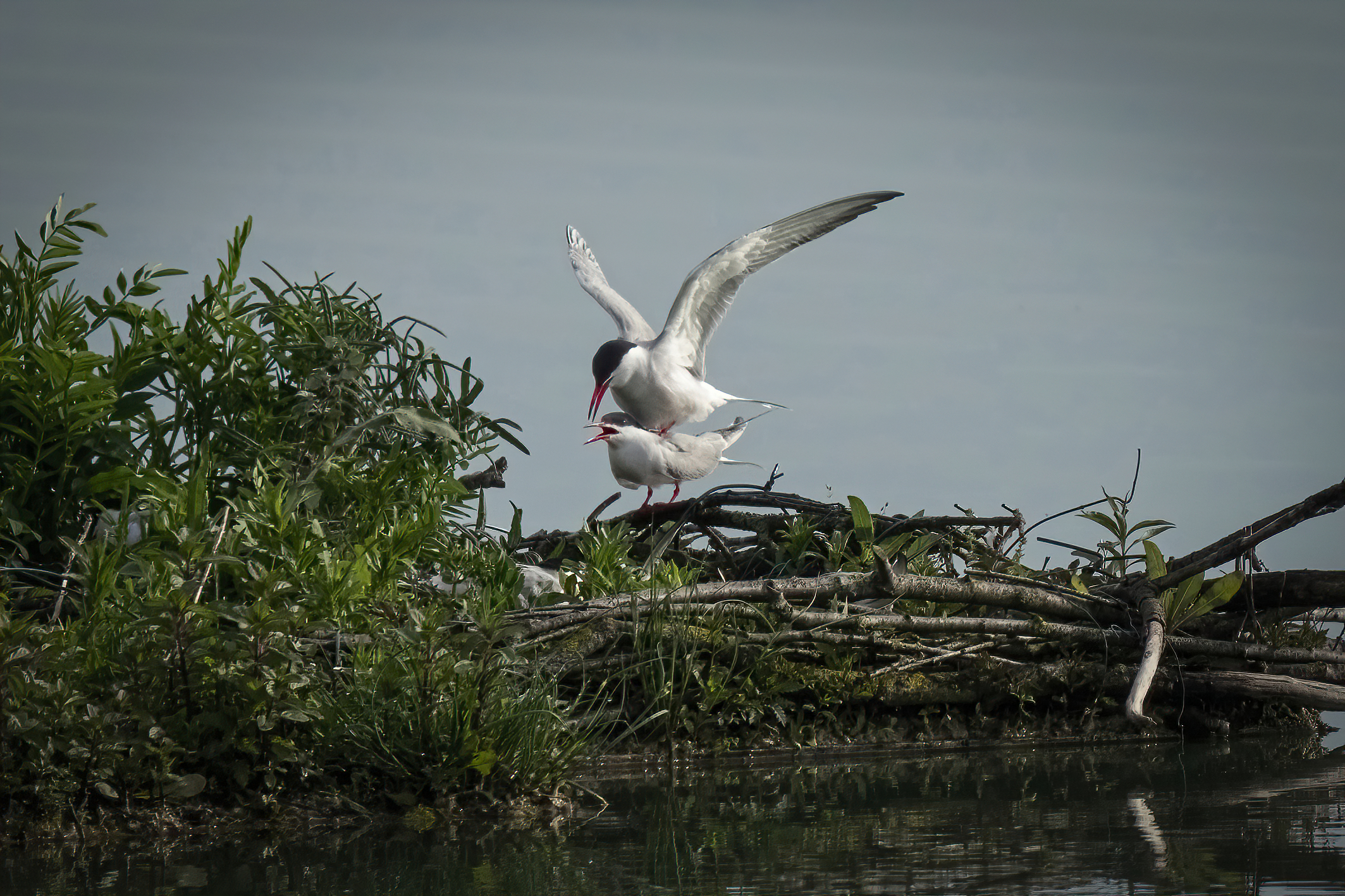 Sterne in accoppiamento