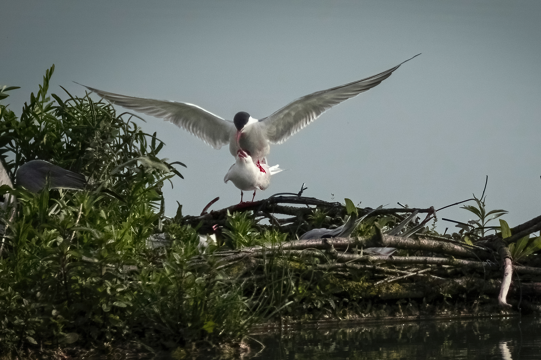 Sterne in accoppiamento