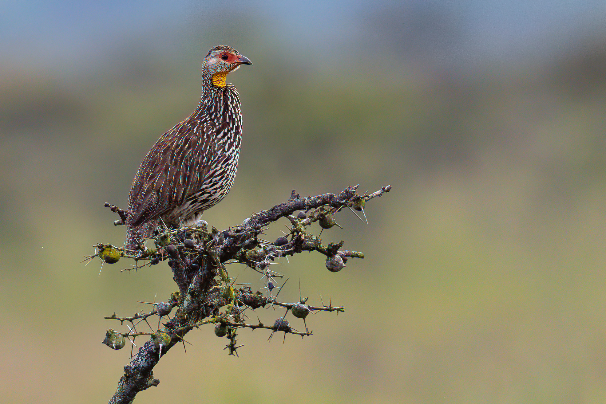 Jackson's francolin (Pternistis jacksoni)