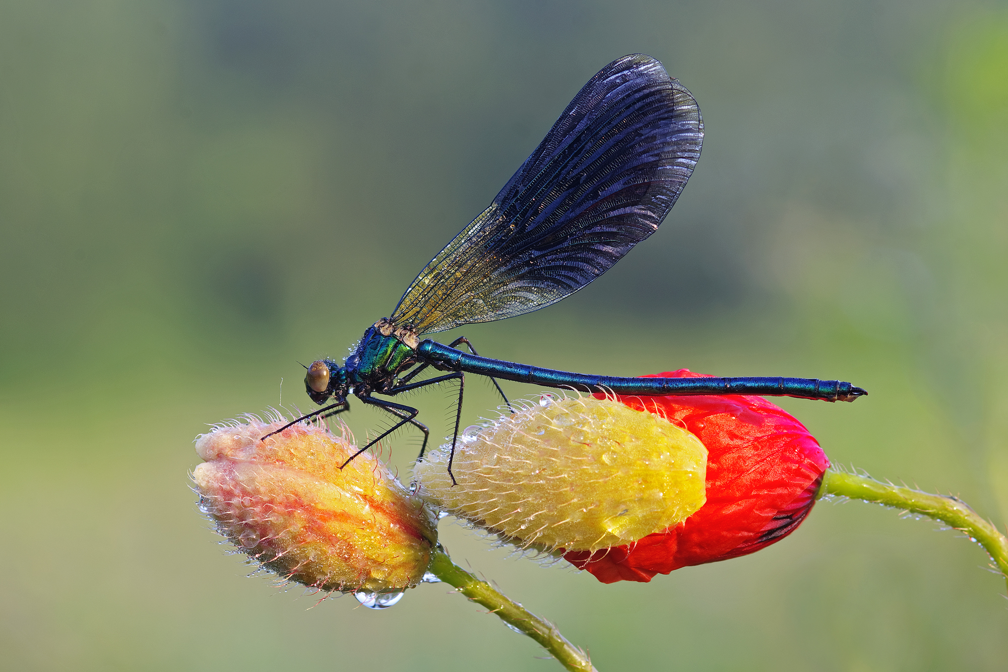 Tra i boccioli di papavero