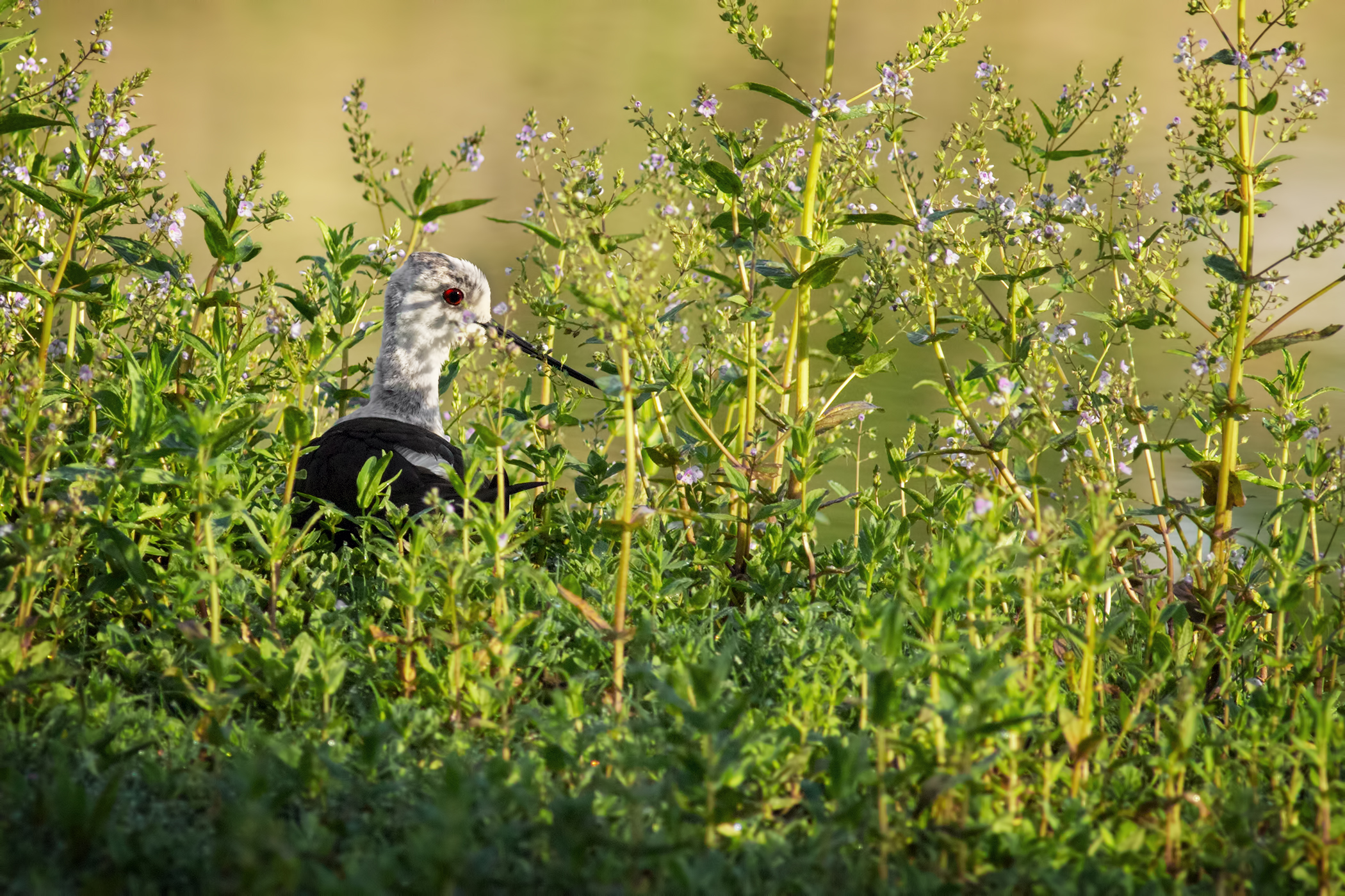 Al riparo tra l'erba