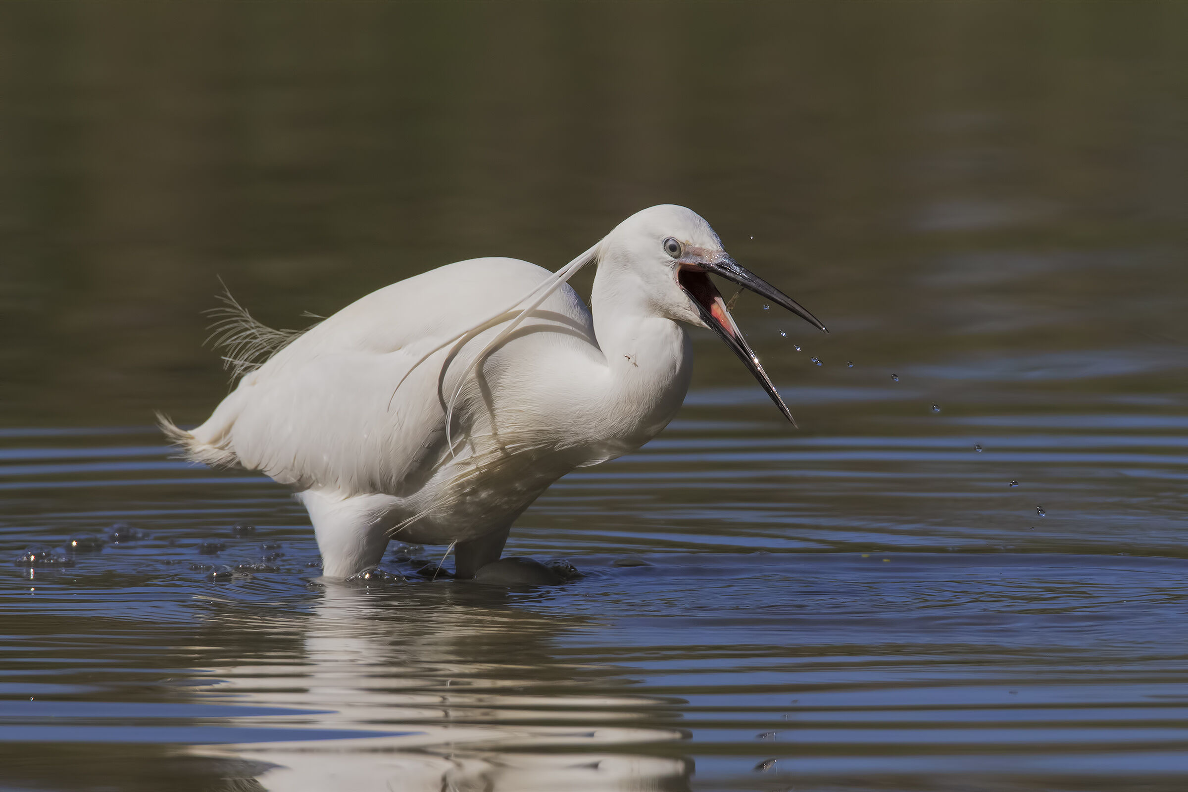 Un filo di perle legato alla gambusia