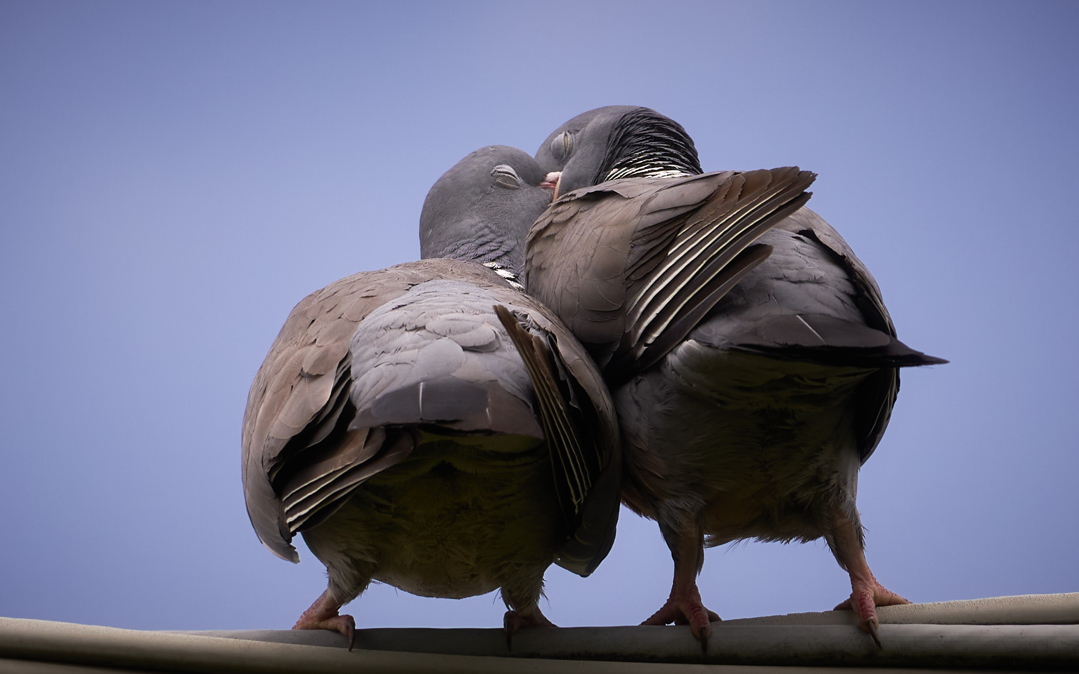 Love is in the air - colombacci 02.06.21 Sarezzano