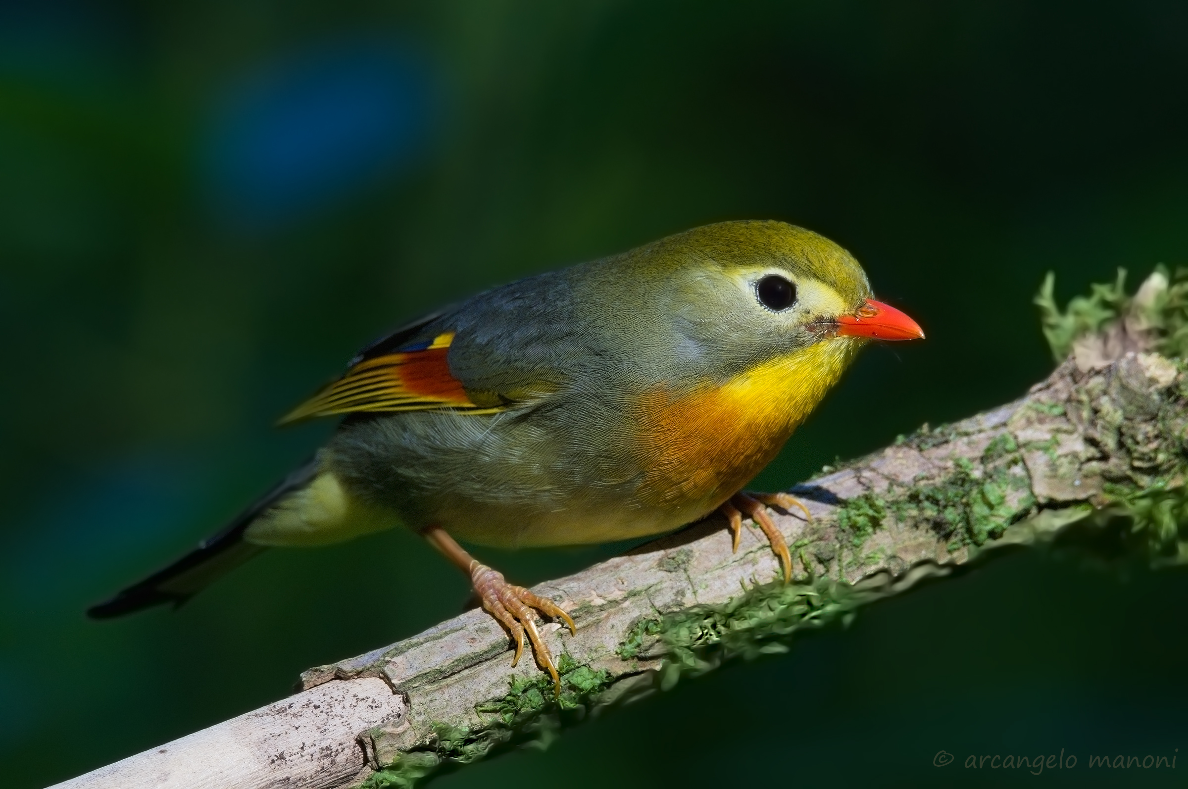 Nightingale of Japan faces a ray of sunshine