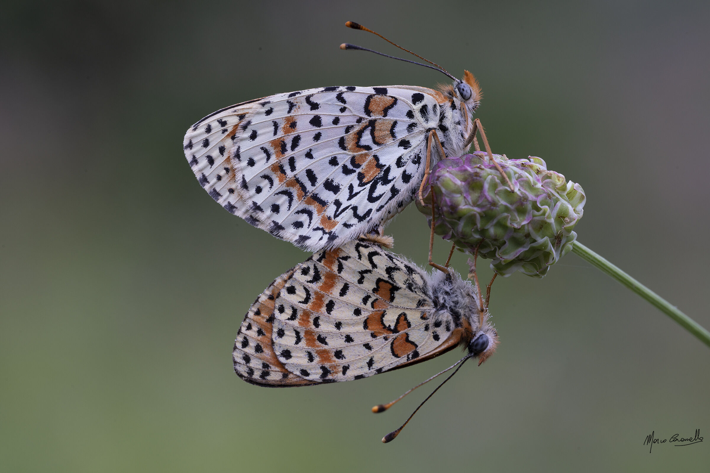 Melitaea didyma