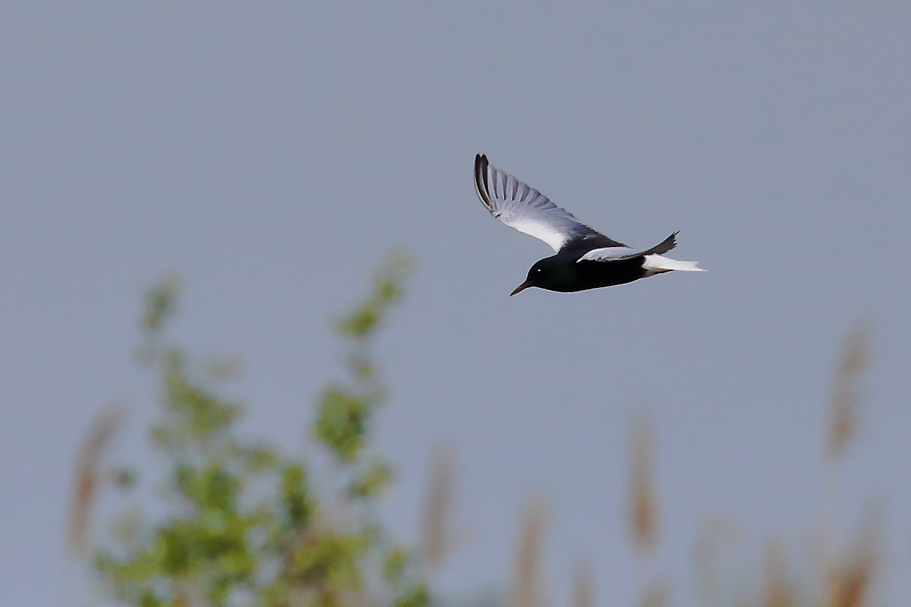 white-winged tern