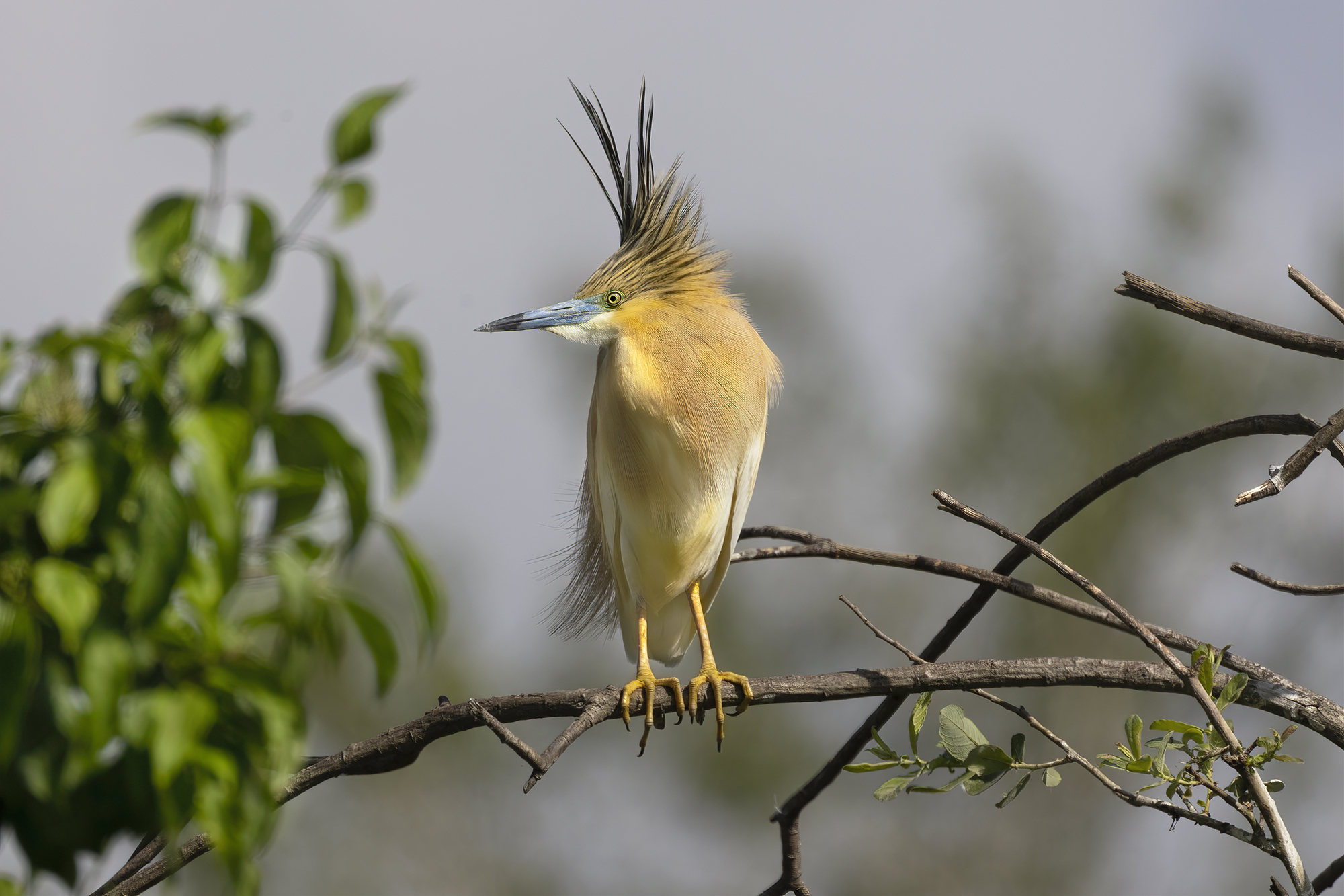 ciuffo ribelle, sgarza ciuffetto
