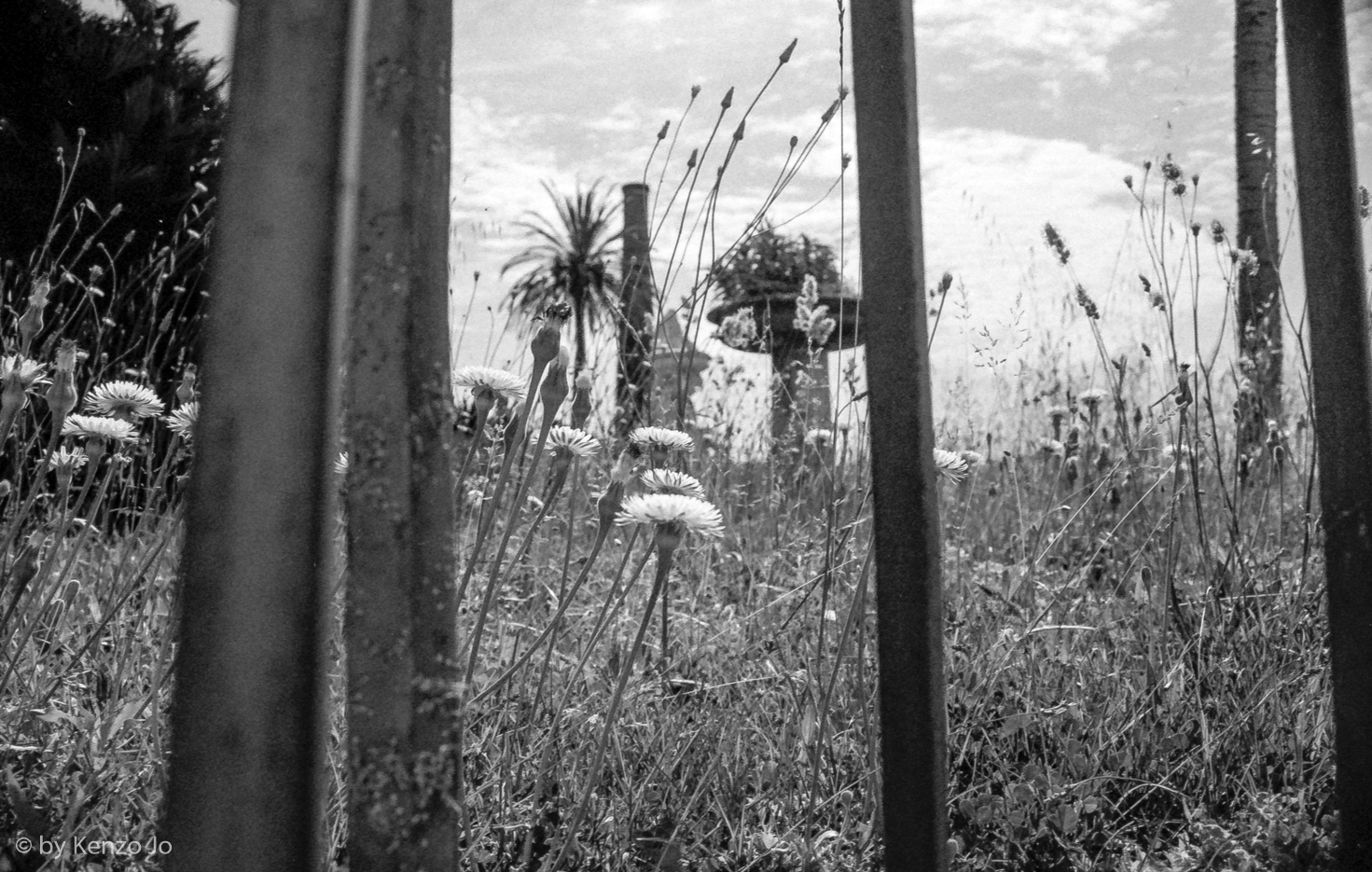 Wild flower in San Leucio