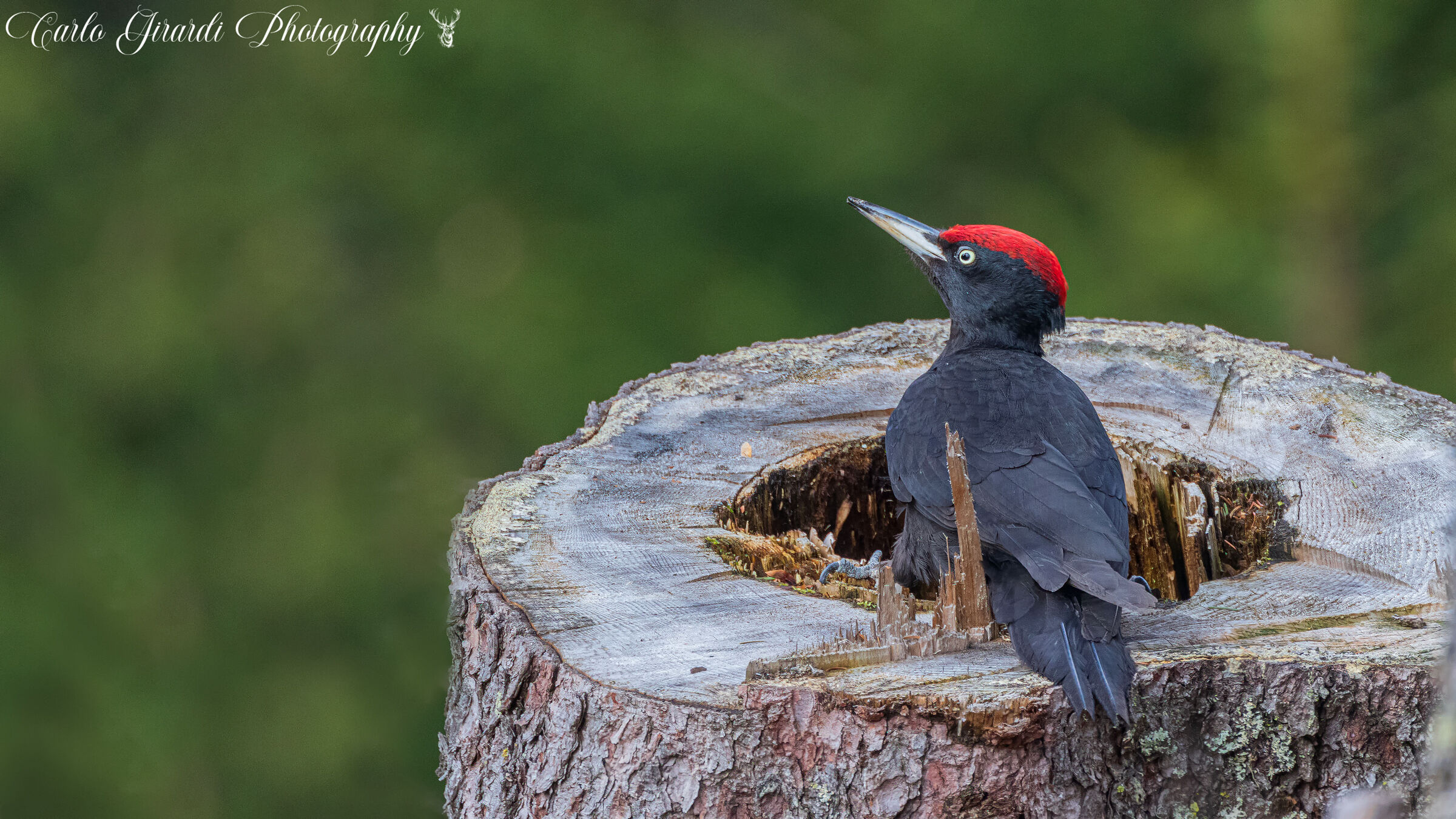 Male Black Woodpecker