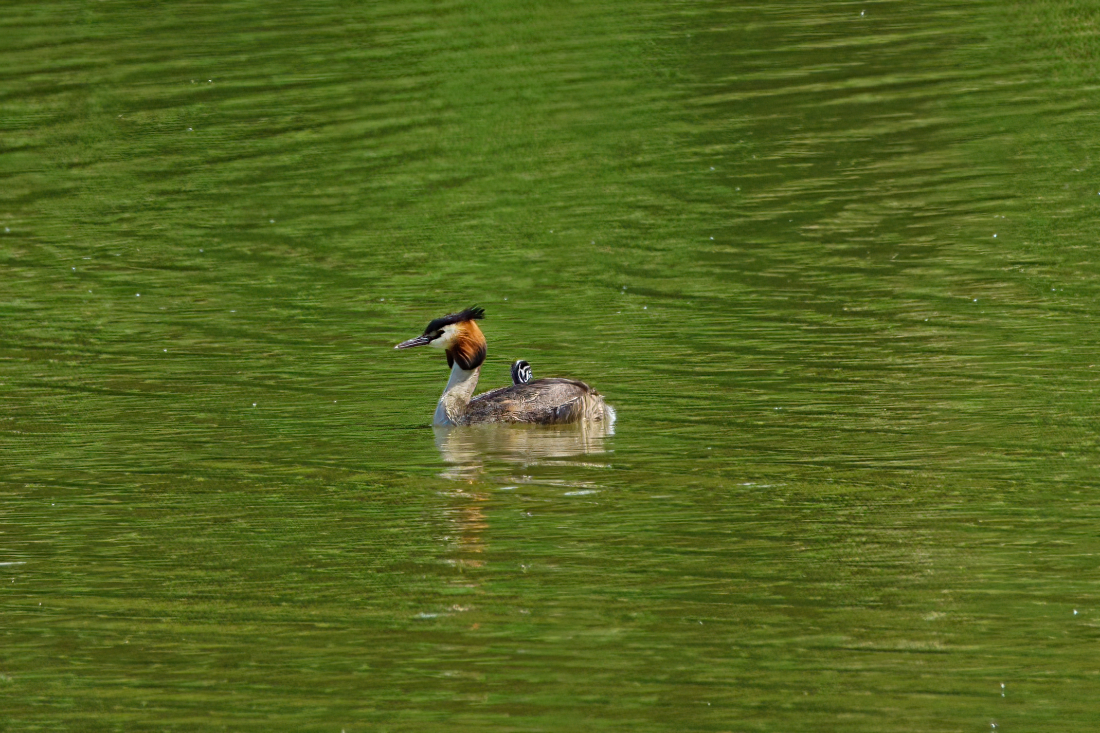 Mamma Svasso con passeggino