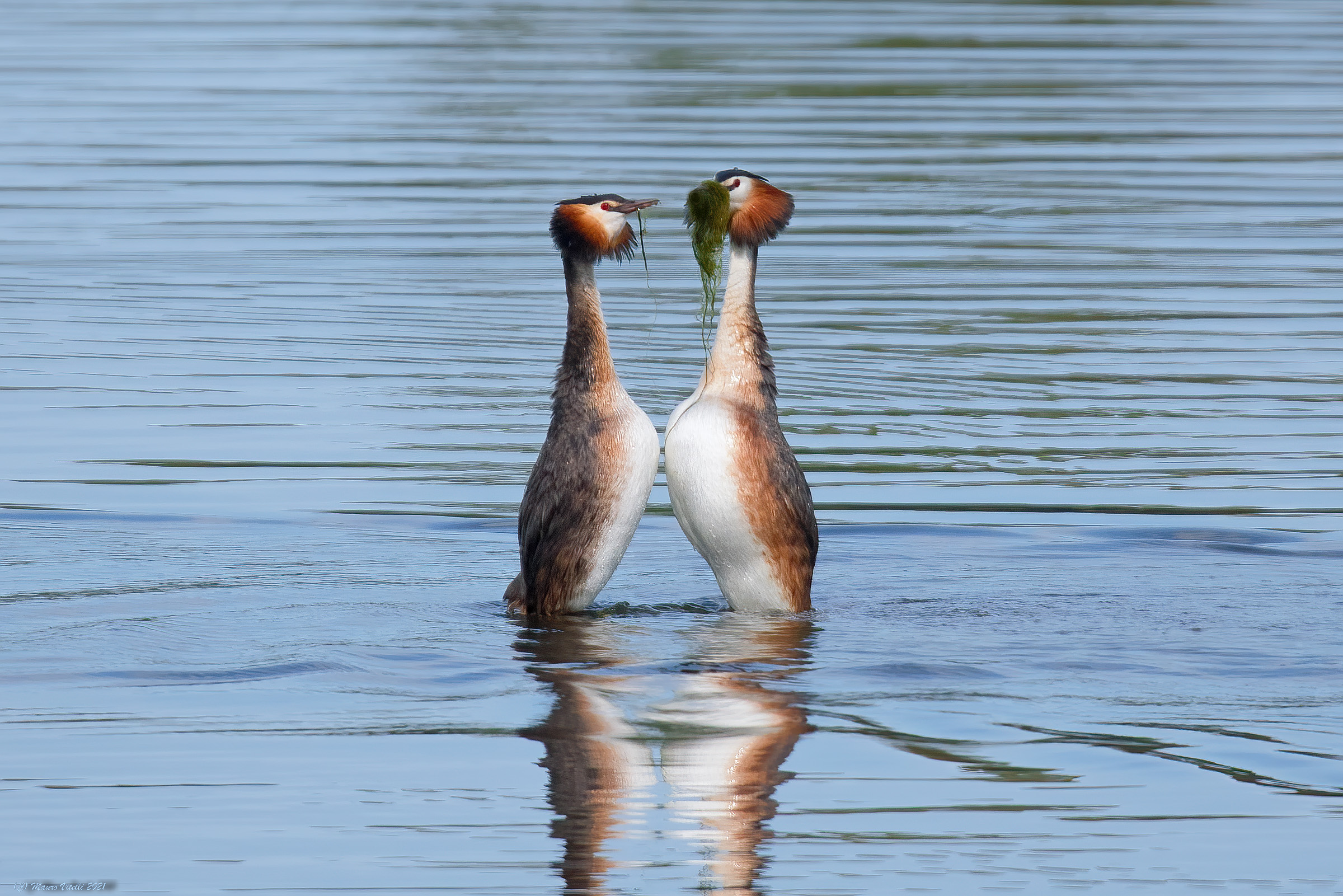 Dono di circostanza (Svasso maggiore)