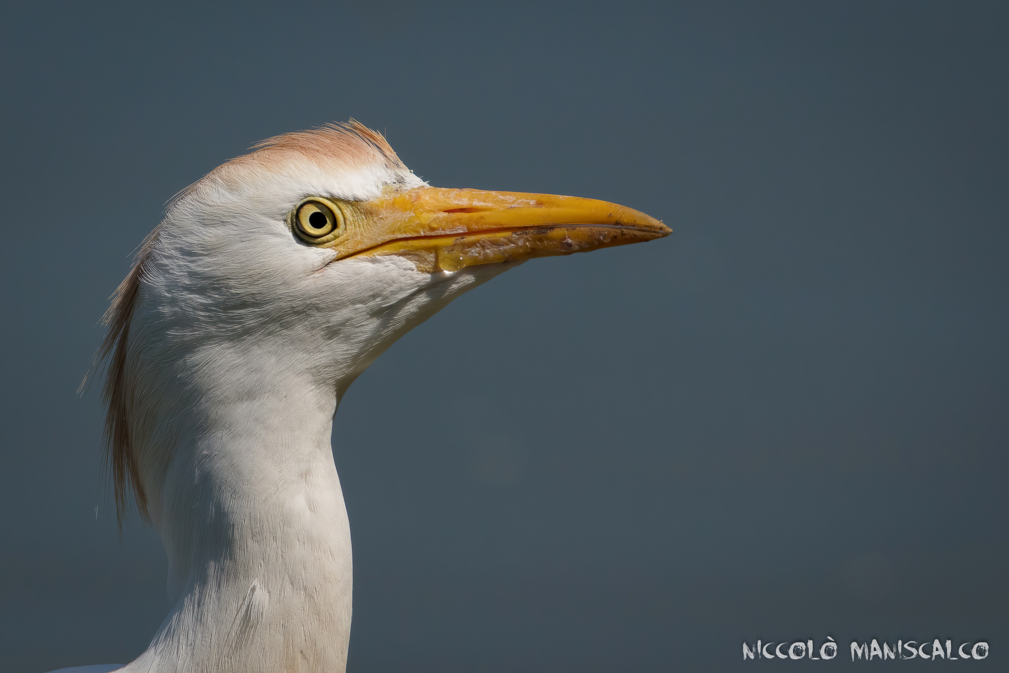 Faccia a Faccia con il Guardabuoi