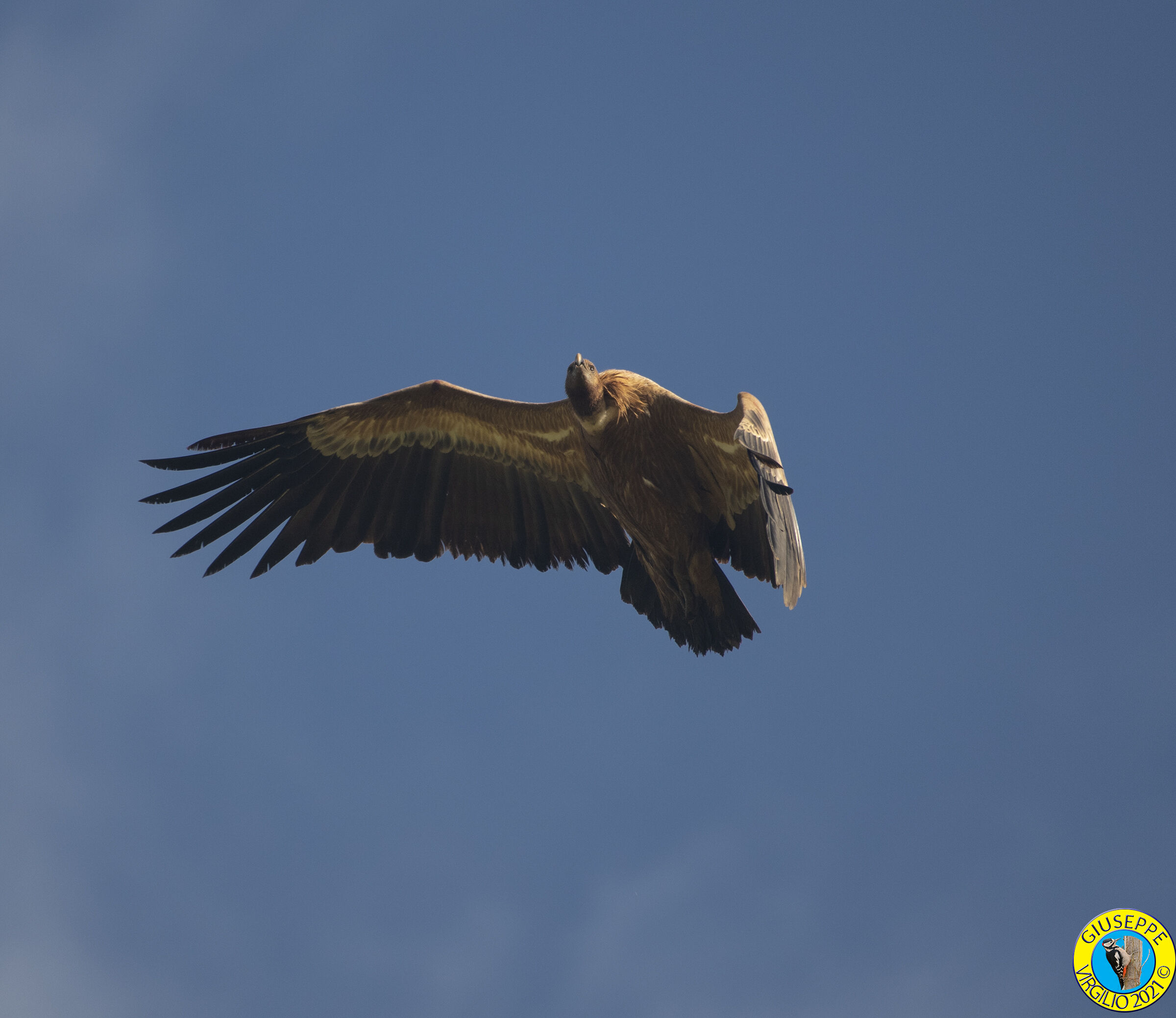 Grifone (Sardegna ) 2021
