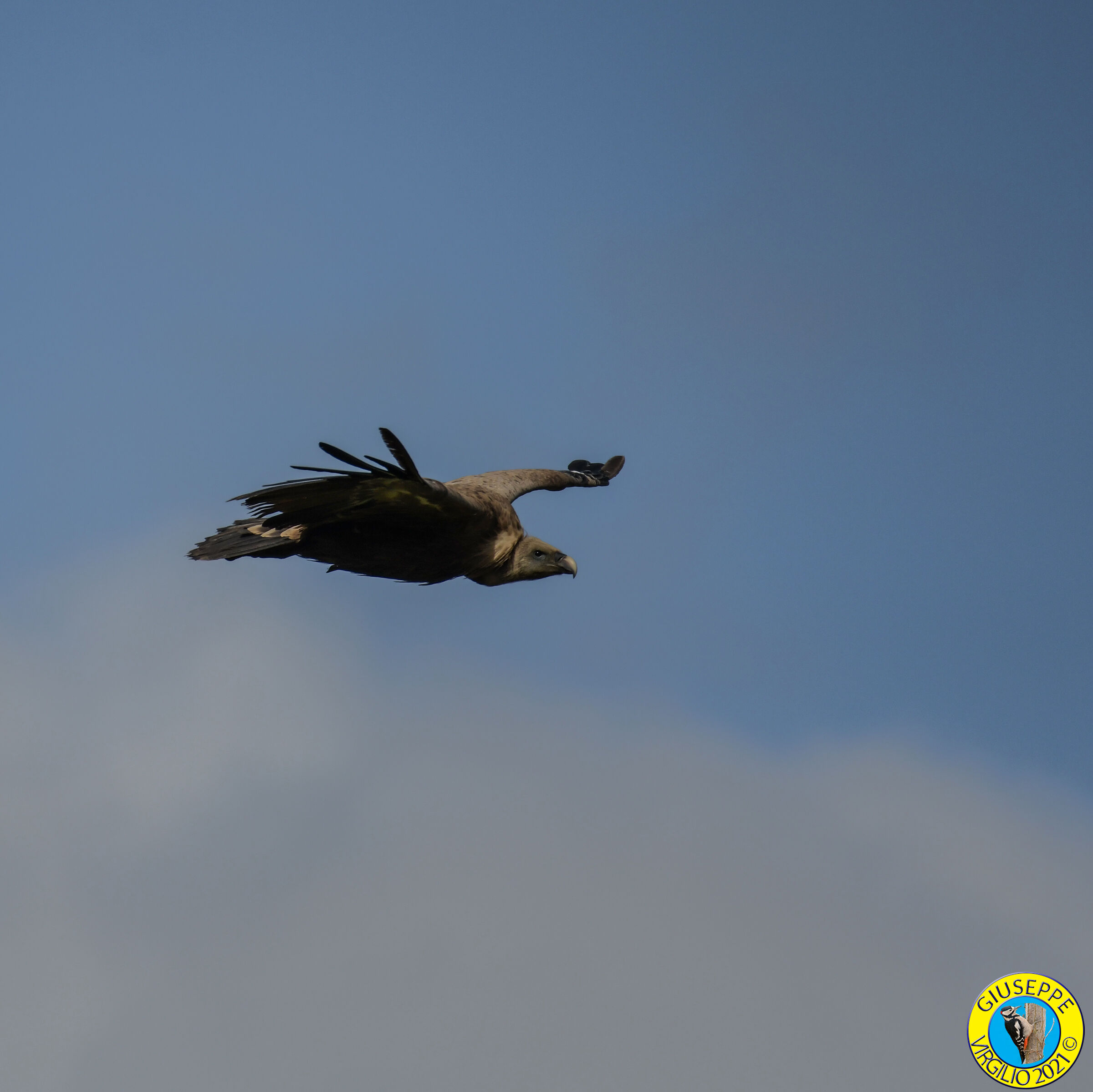 Grifone (Sardegna ) 2021