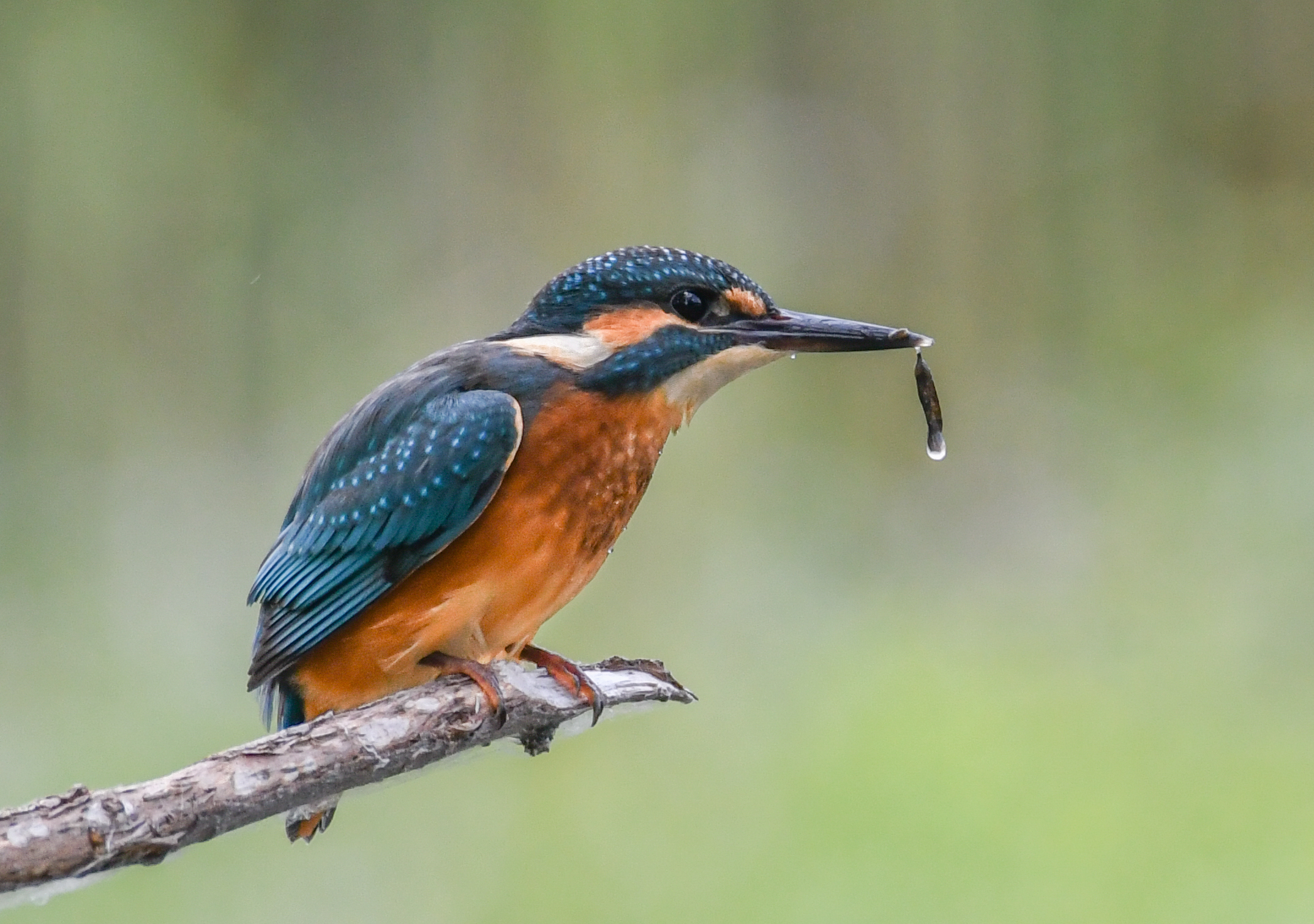 Martino con piccola preda