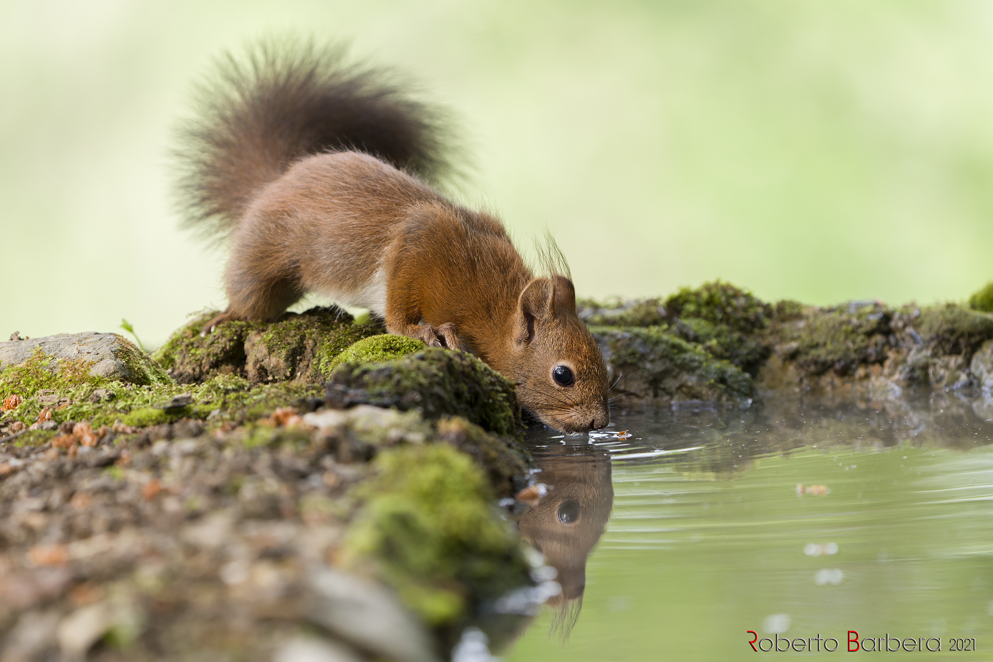 Thirsty squirrel